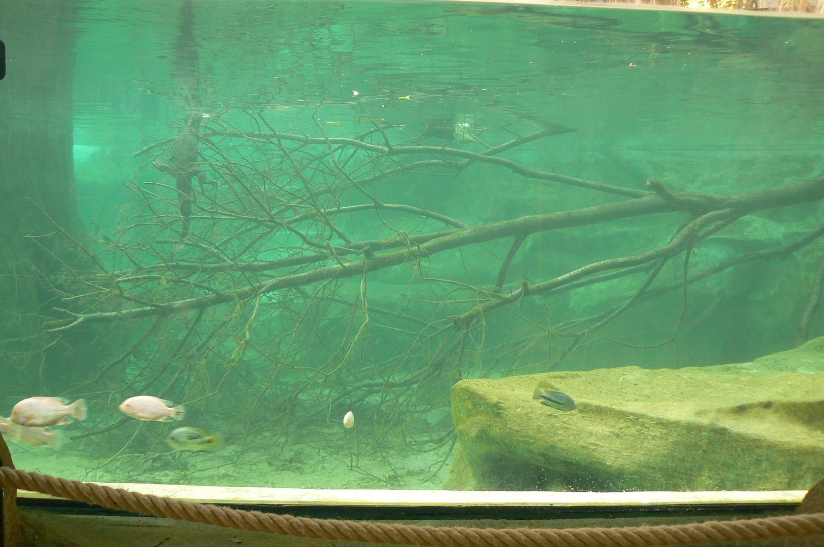 Gorillas greenhouse - new white-blotched river stingrays/spectacled caimans and Hilaire’s side-necked turtles pool