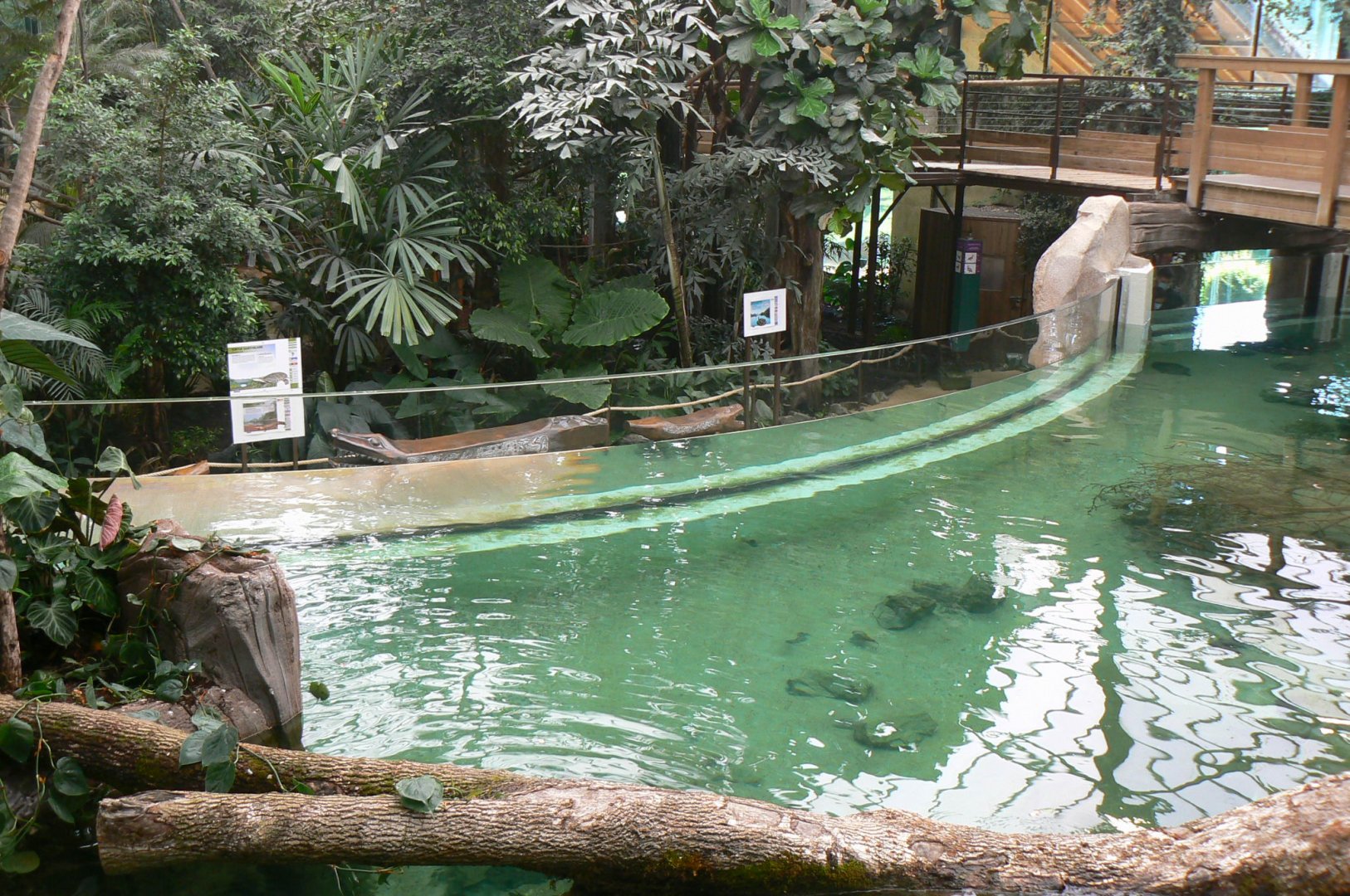 Gorillas greenhouse - new white-blotched river stingrays/spectacled caimans and Hilaire’s side-necked turtles pool