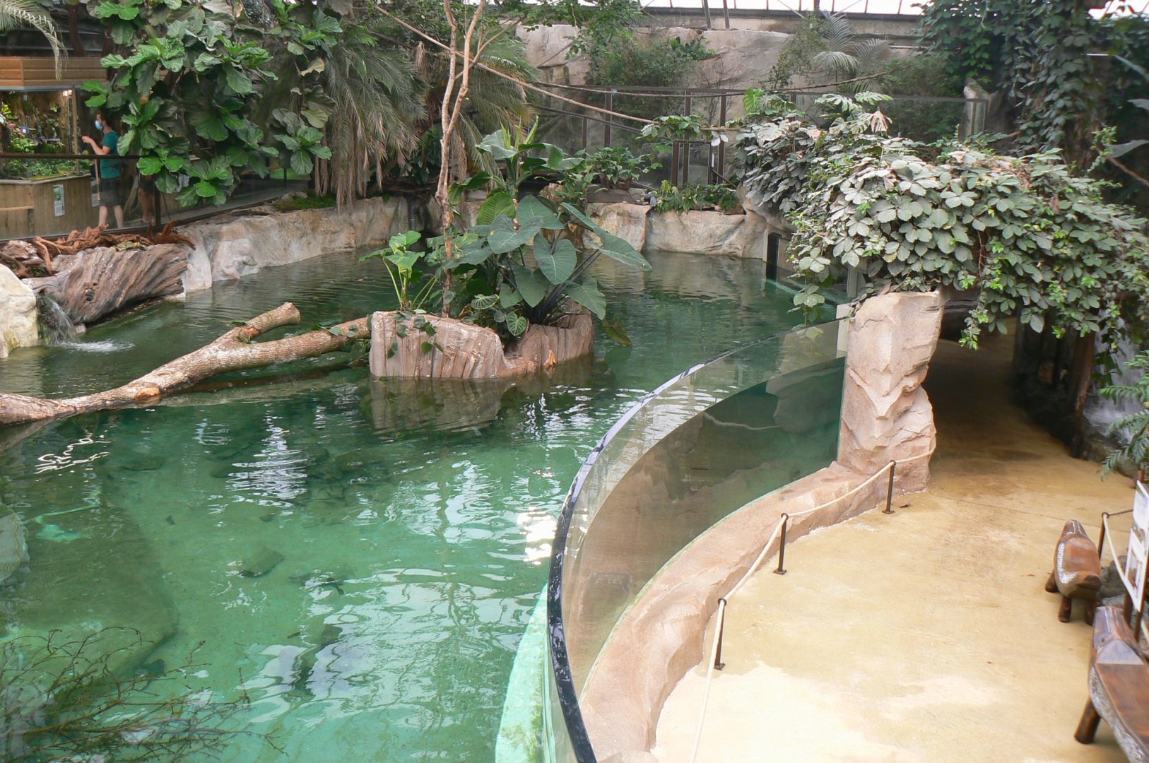 Gorillas greenhouse - new white-blotched river stingrays/spectacled caimans and Hilaire’s side-necked turtles pool