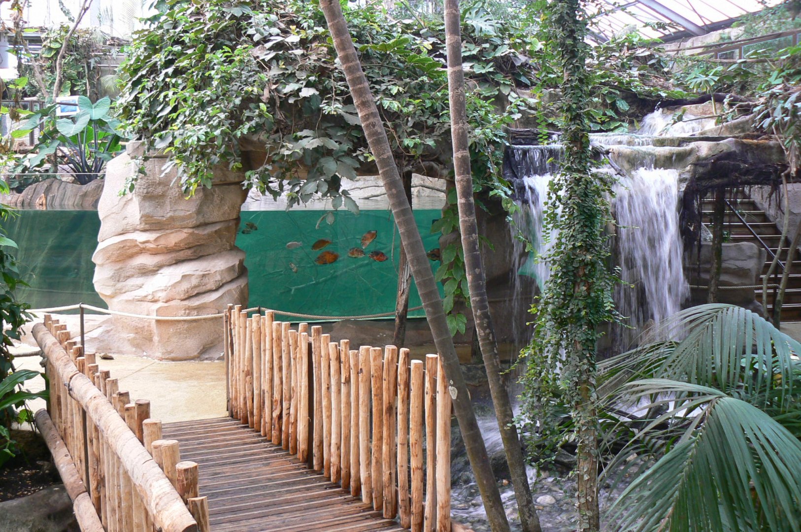 Gorillas greenhouse - new white-blotched river stingrays/spectacled caimans and Hilaire’s side-necked turtles pool