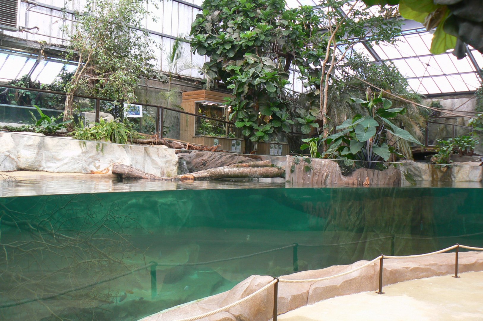 Gorillas greenhouse - new white-blotched river stingrays/spectacled caimans and Hilaire’s side-necked turtles pool