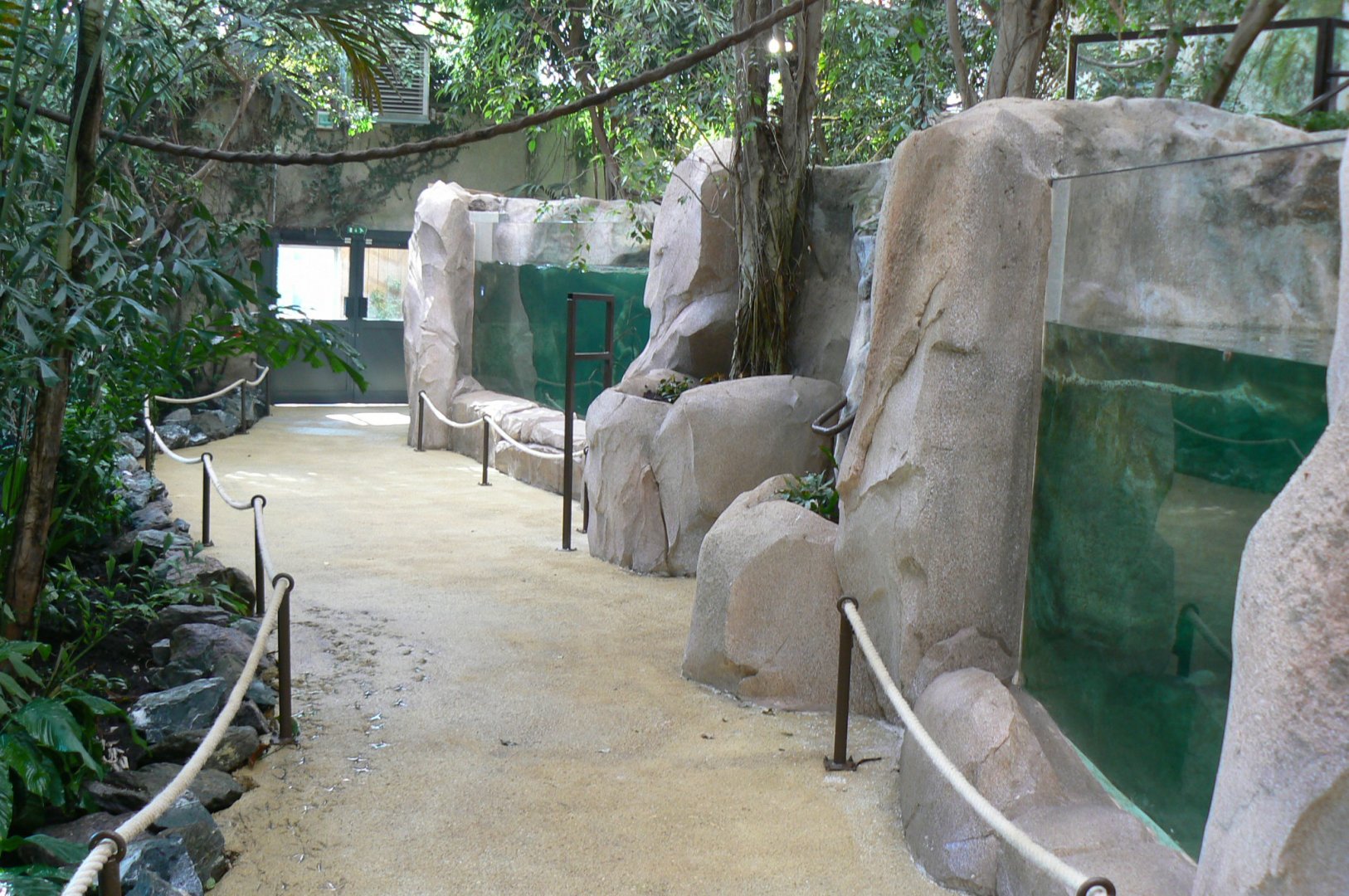 Gorillas greenhouse - new white-blotched river stingrays/spectacled caimans and Hilaire’s side-necked turtles pool