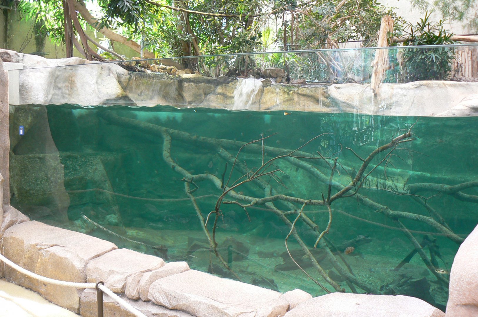 Gorillas greenhouse - second pool for stingrays (and smooth-fronted caiman in the future)