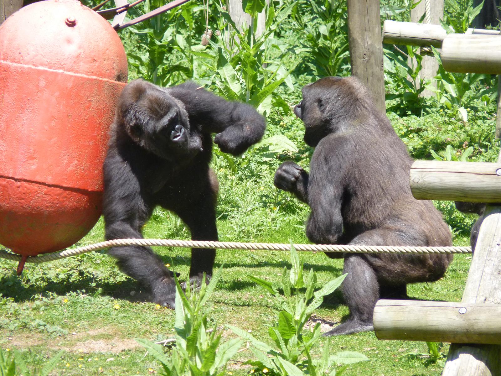 Gorillas in a Tussle