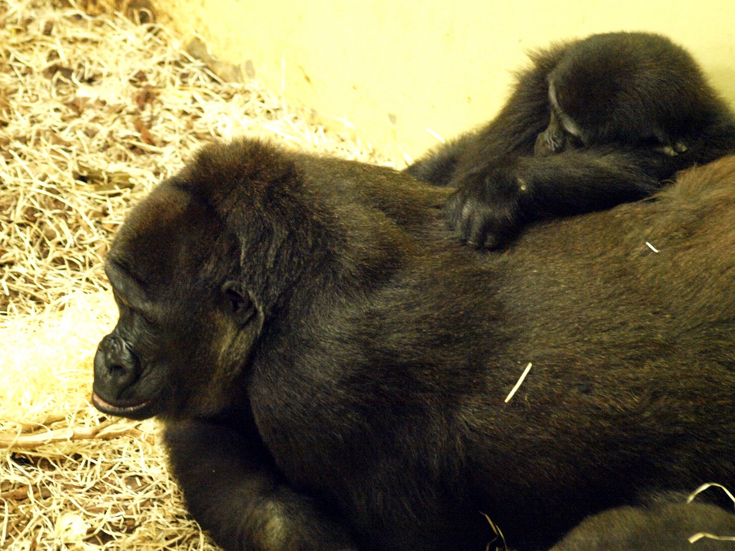 Gorillas in indoor section