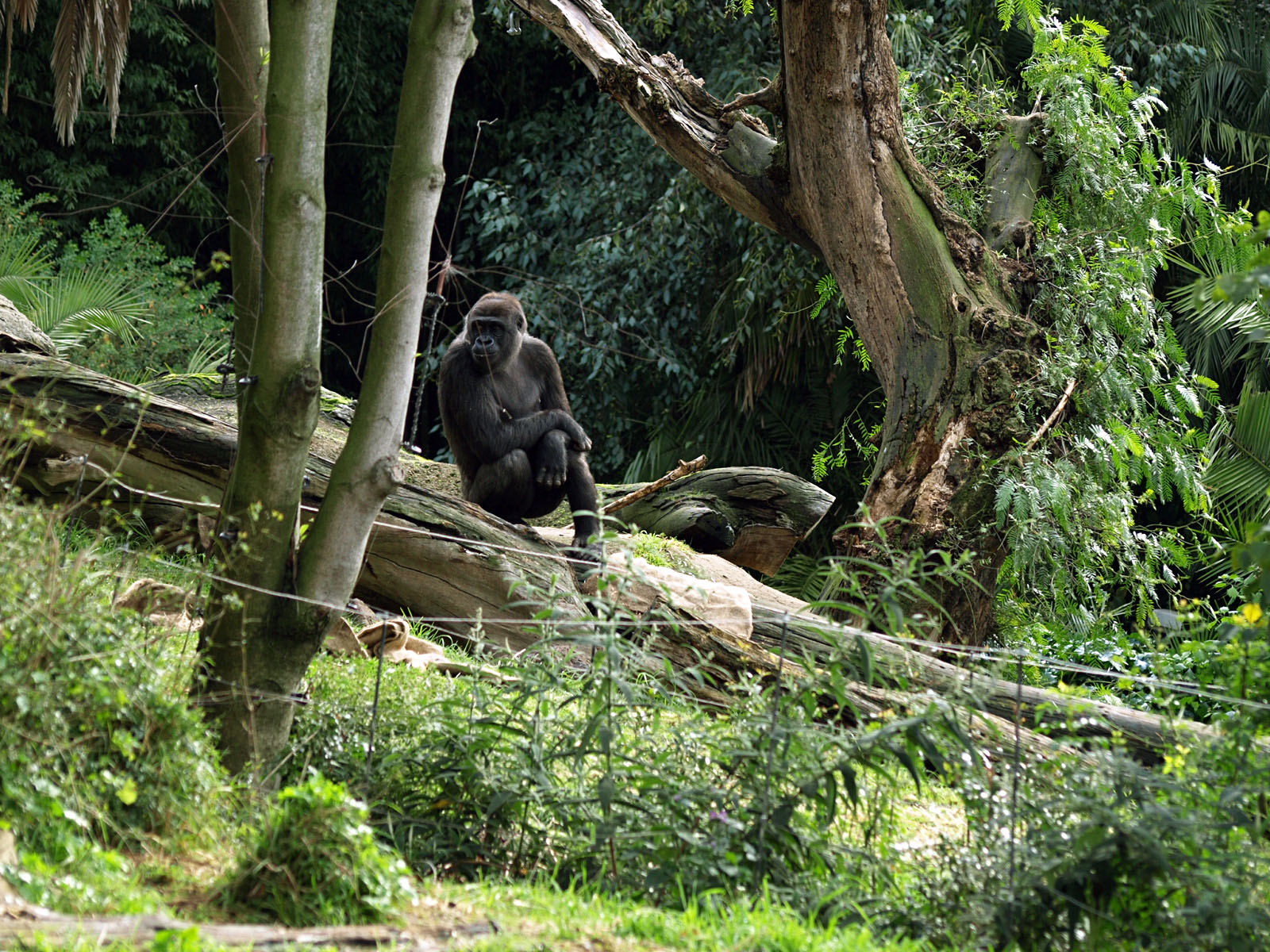 Gorillas in outdoor area