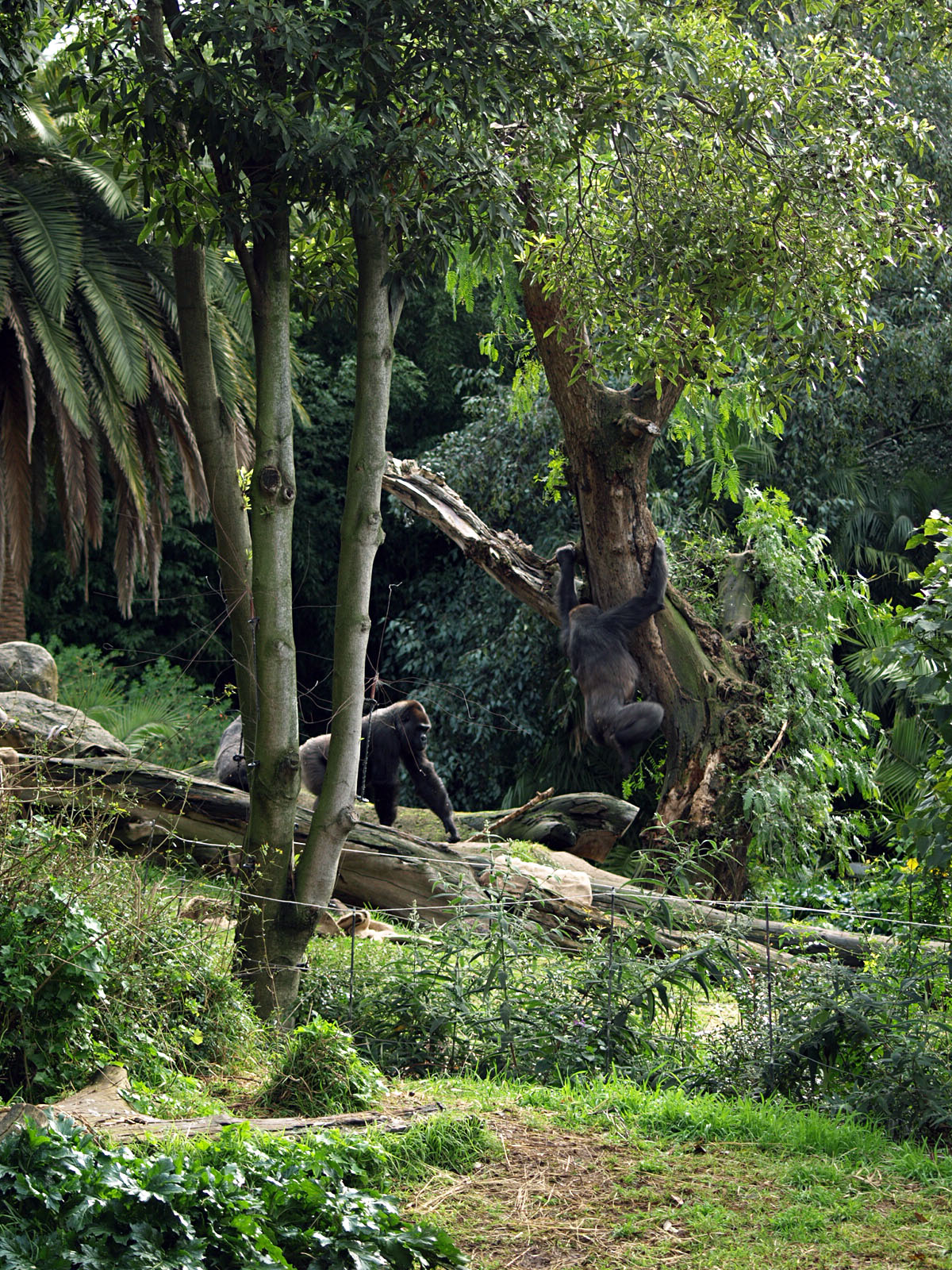 Gorillas in outdoor area