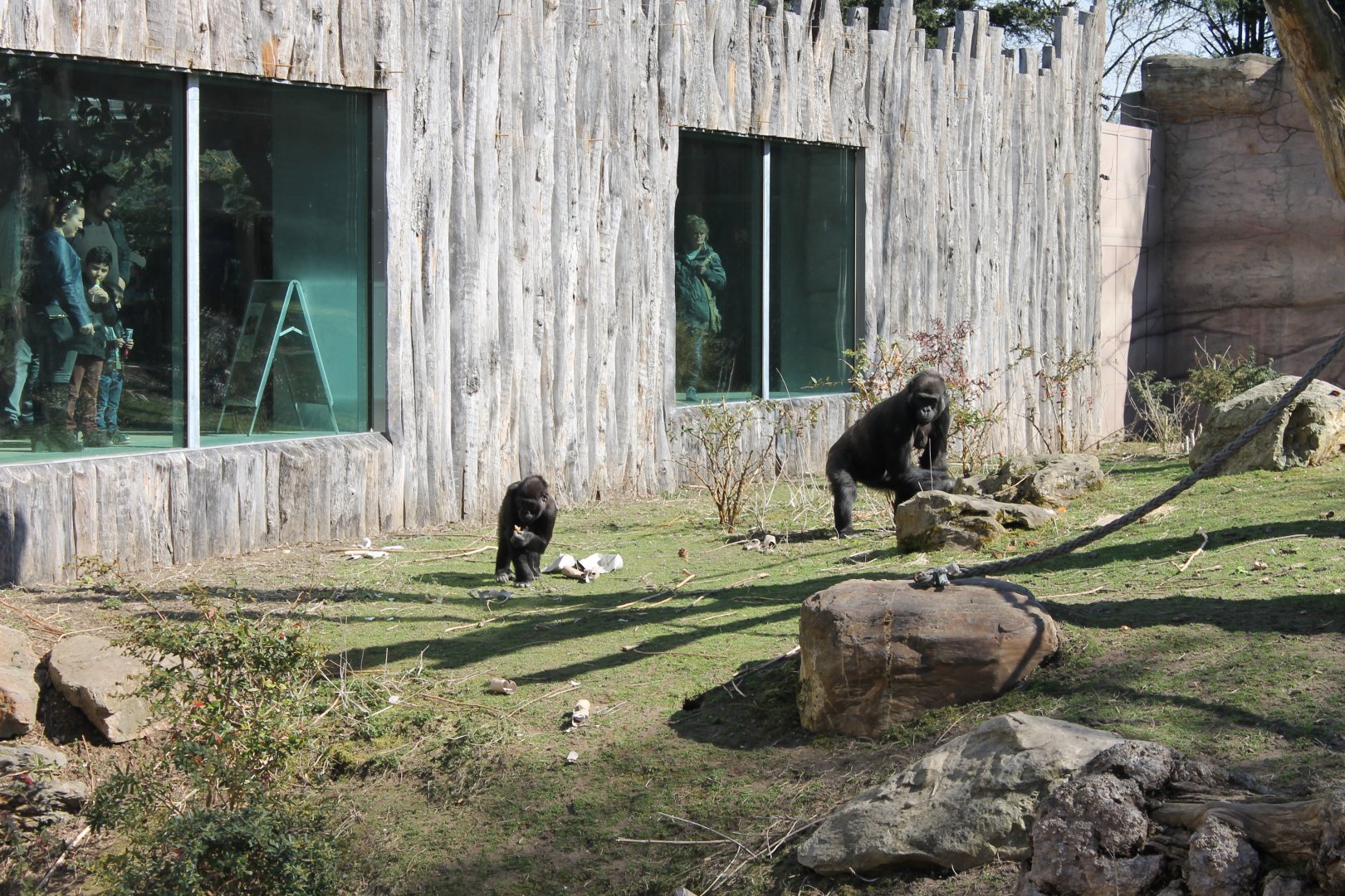 Gorillas in outdoor-enclosure
