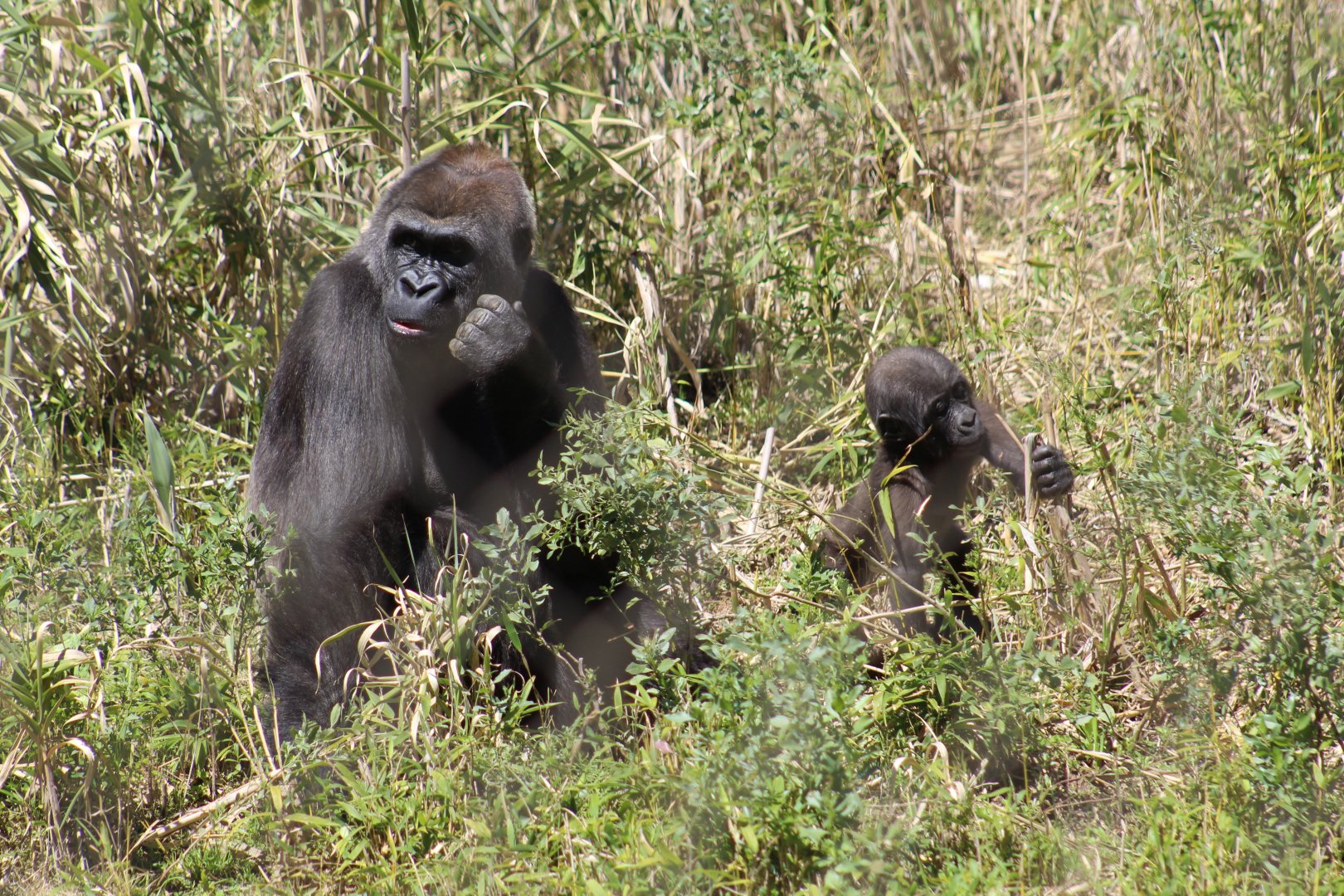 Gorillas in the Bush