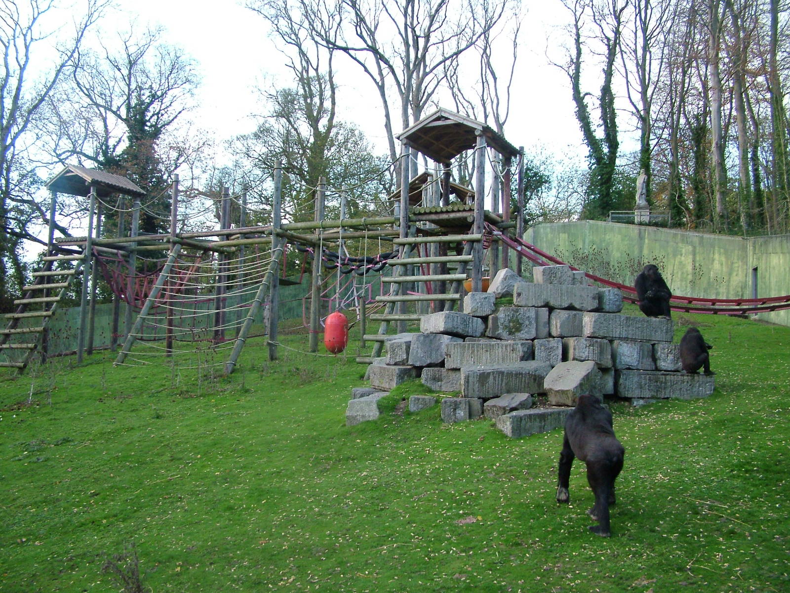 Gorillas in the Garden of the Apes at Port Lympne 27/11/09