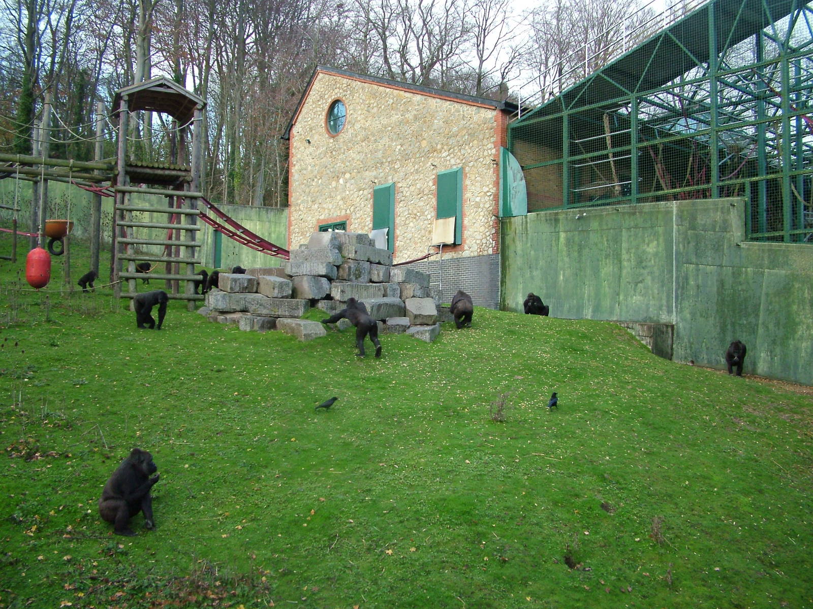 Gorillas in the Garden of the Apes at Port Lympne 27/11/09