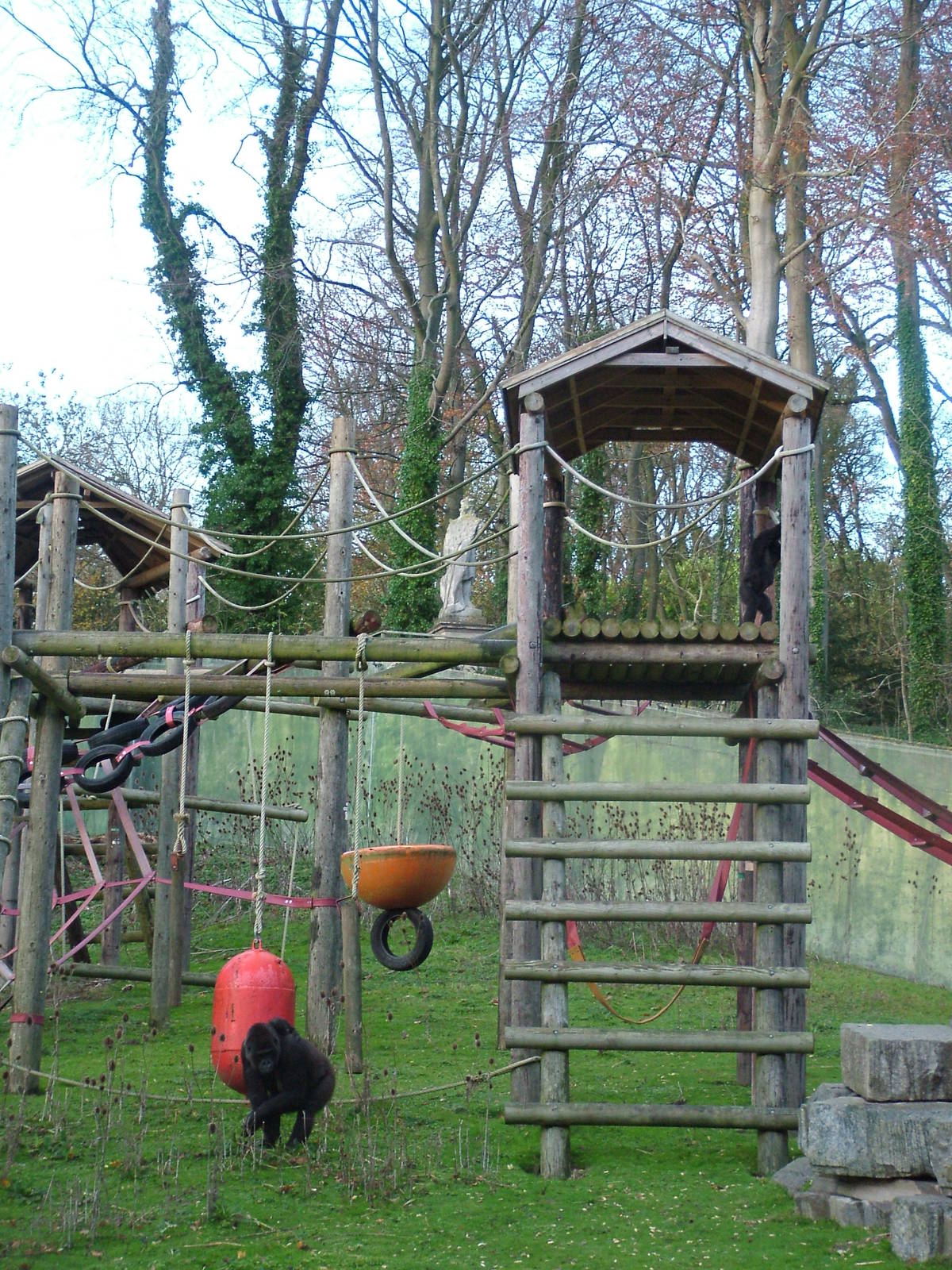 Gorillas in the Garden of the Apes at Port Lympne 27/11/09