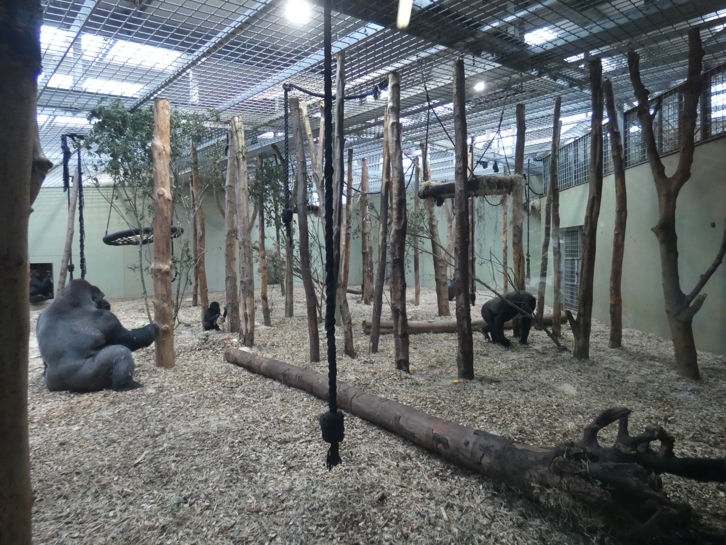 Gorillas in the indoor enclosure