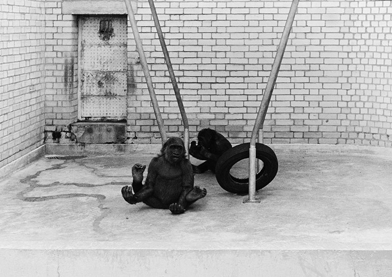 Gorillas in the old Ape House 1972