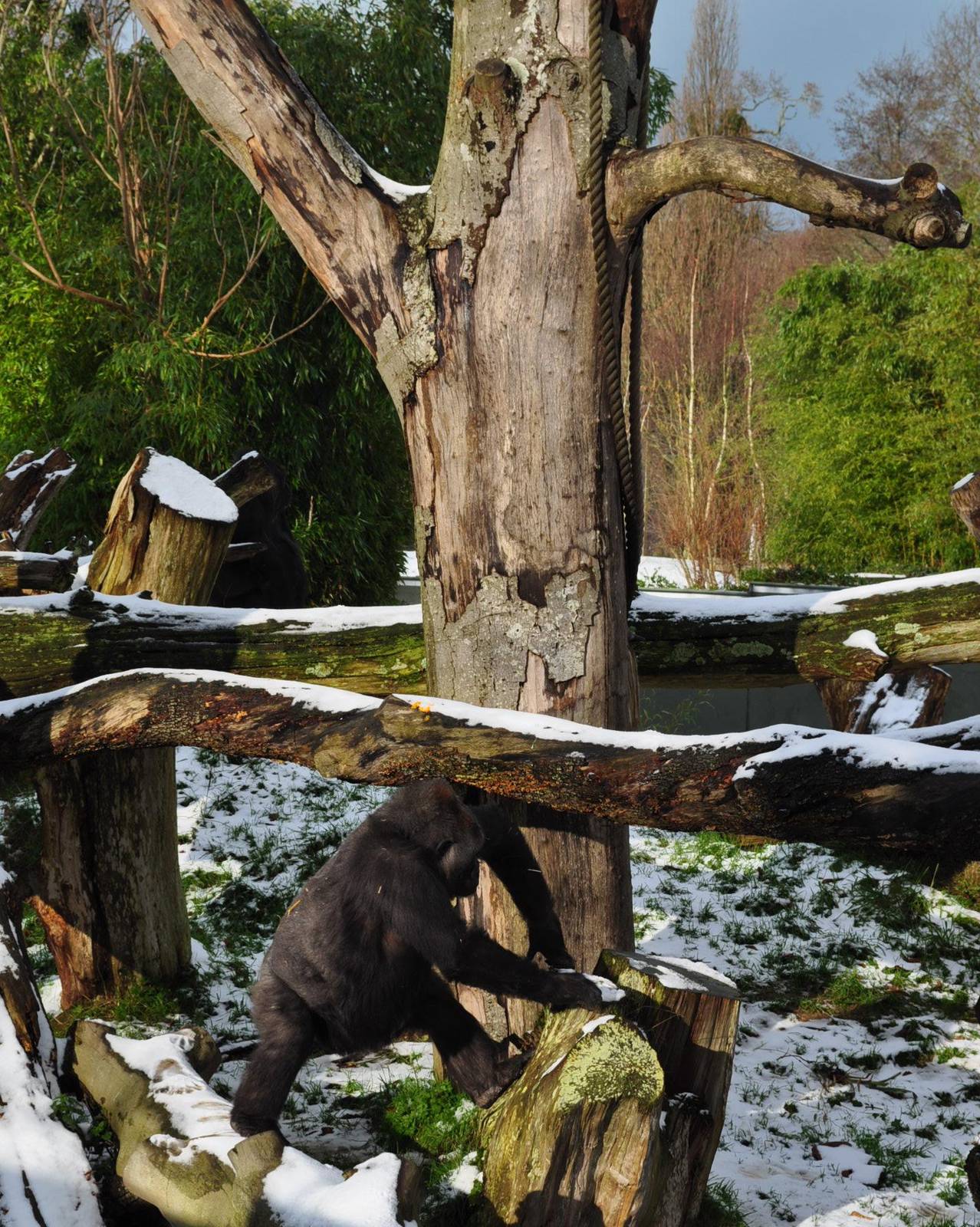 Gorillas in the snow