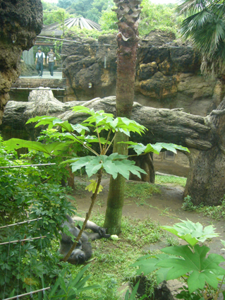 Gorillas in Ueno