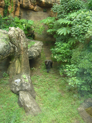 Gorillas in Ueno