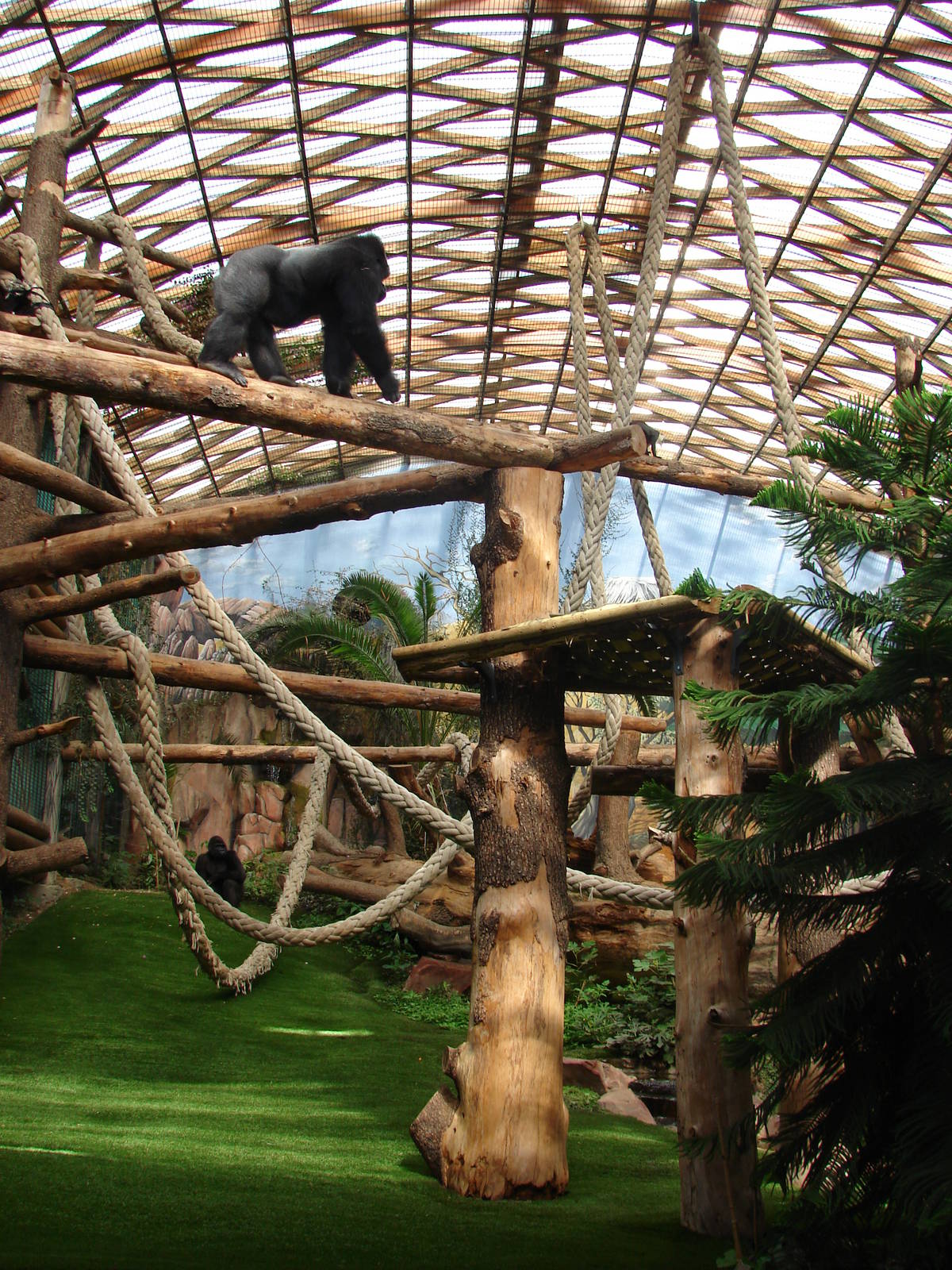 Gorillas indoor exhibit - Saint Martin la Plaine