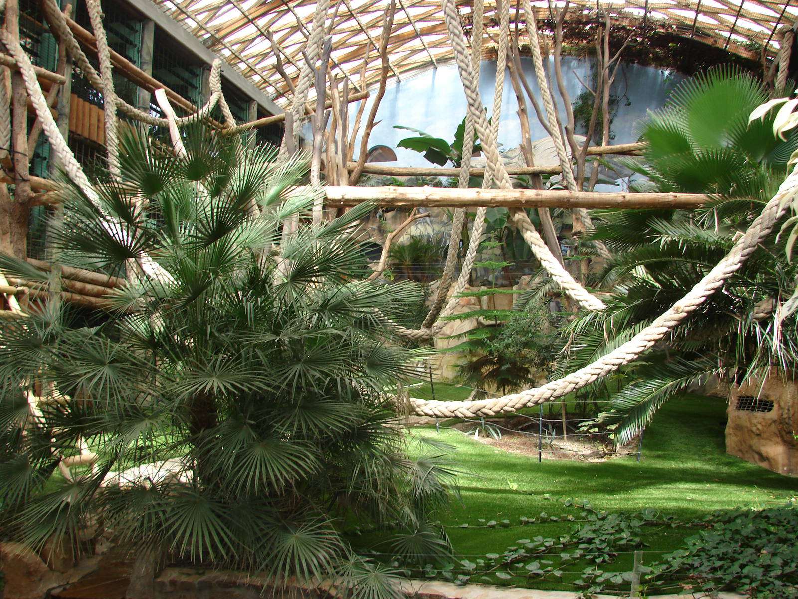 Gorillas indoor exhibit - Saint Martin la Plaine