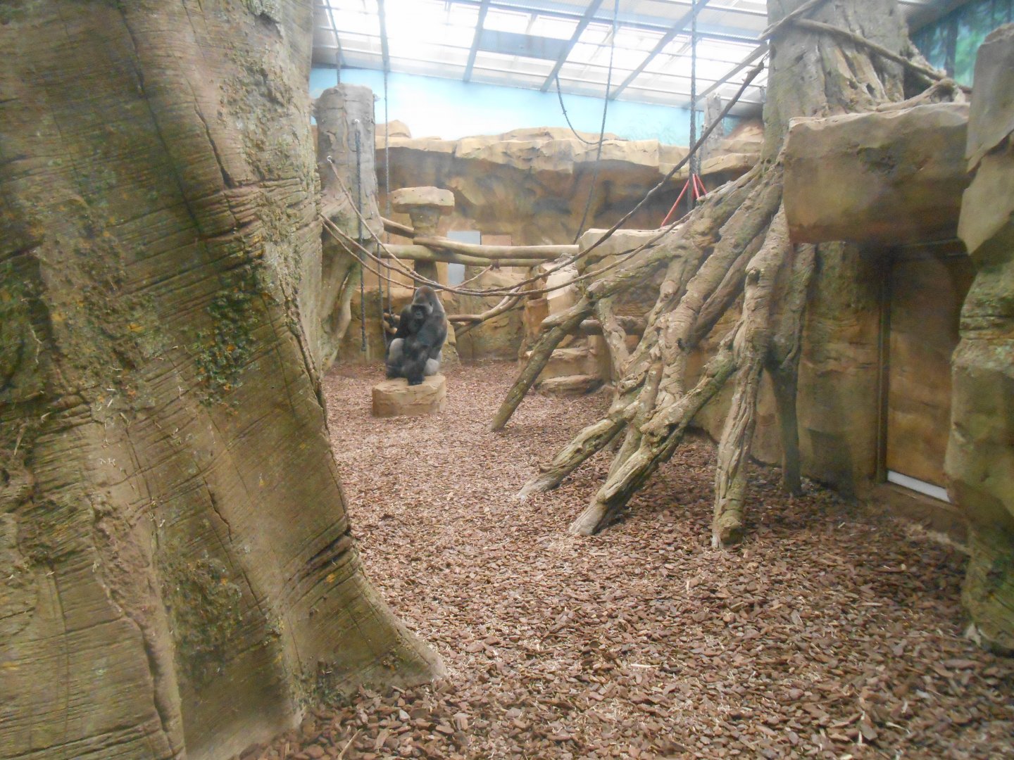 Gorillas Indoor Exhibit