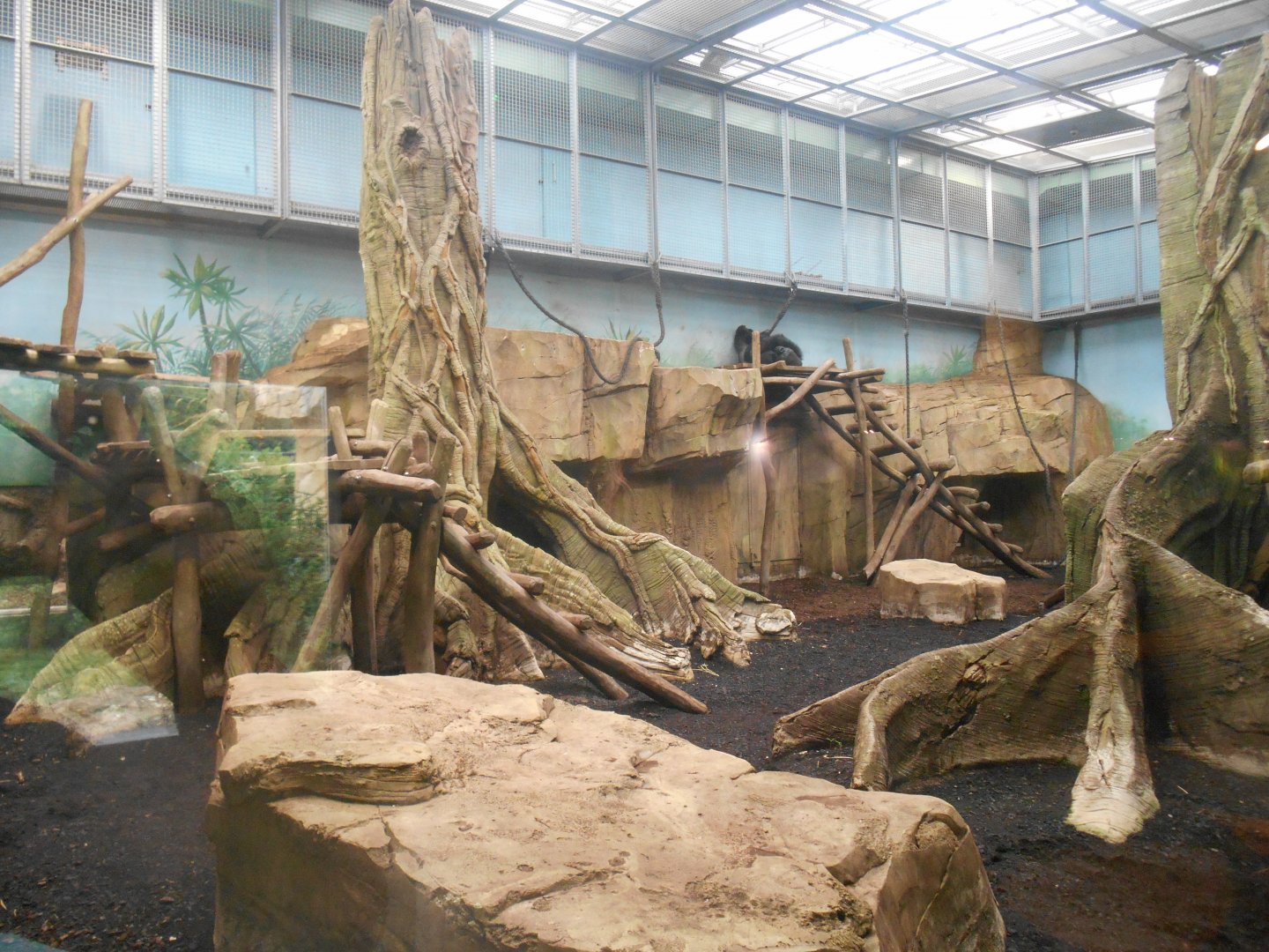 Gorillas Indoor Exhibit