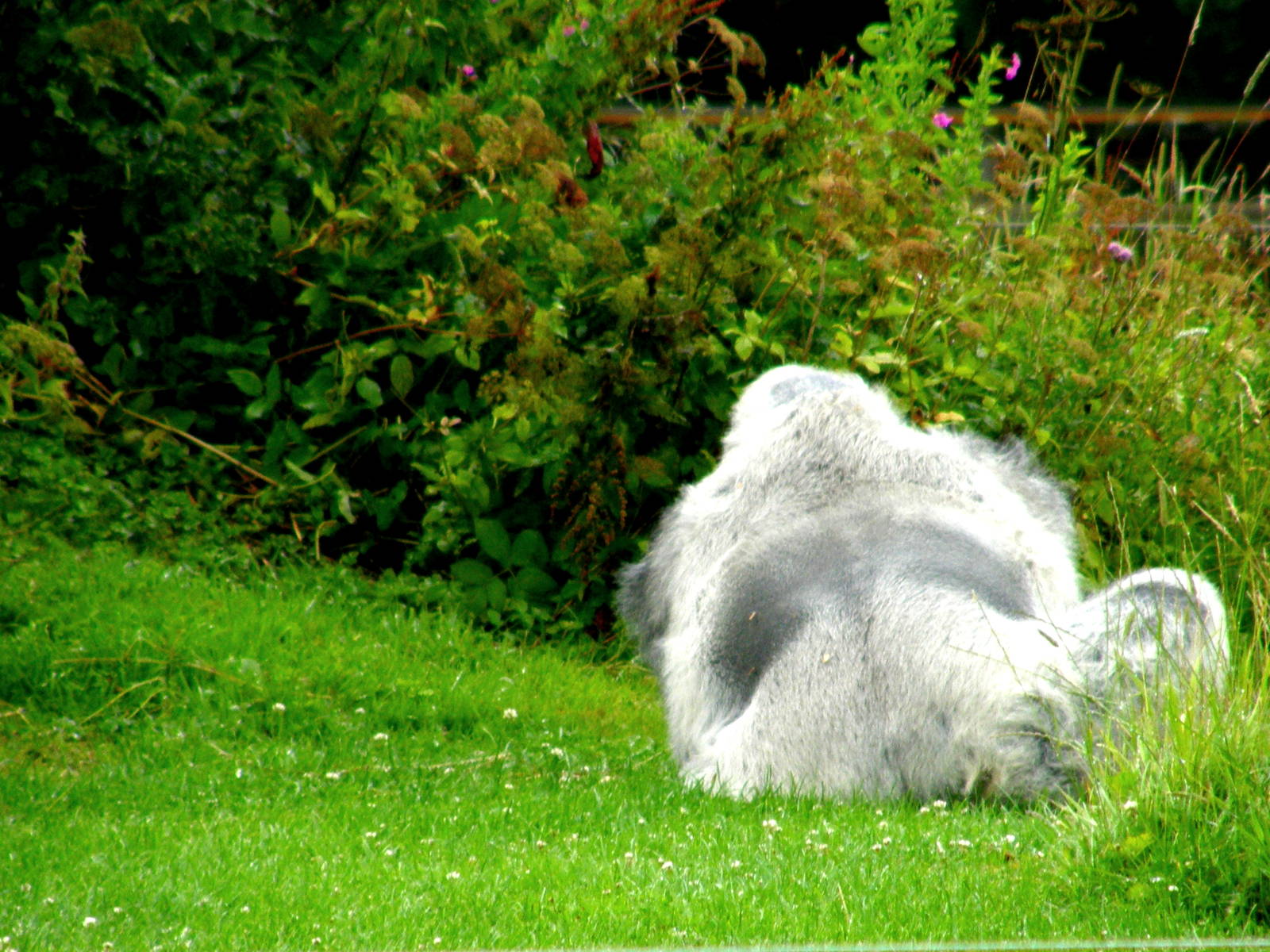 Gorilla's Island - Longleat
