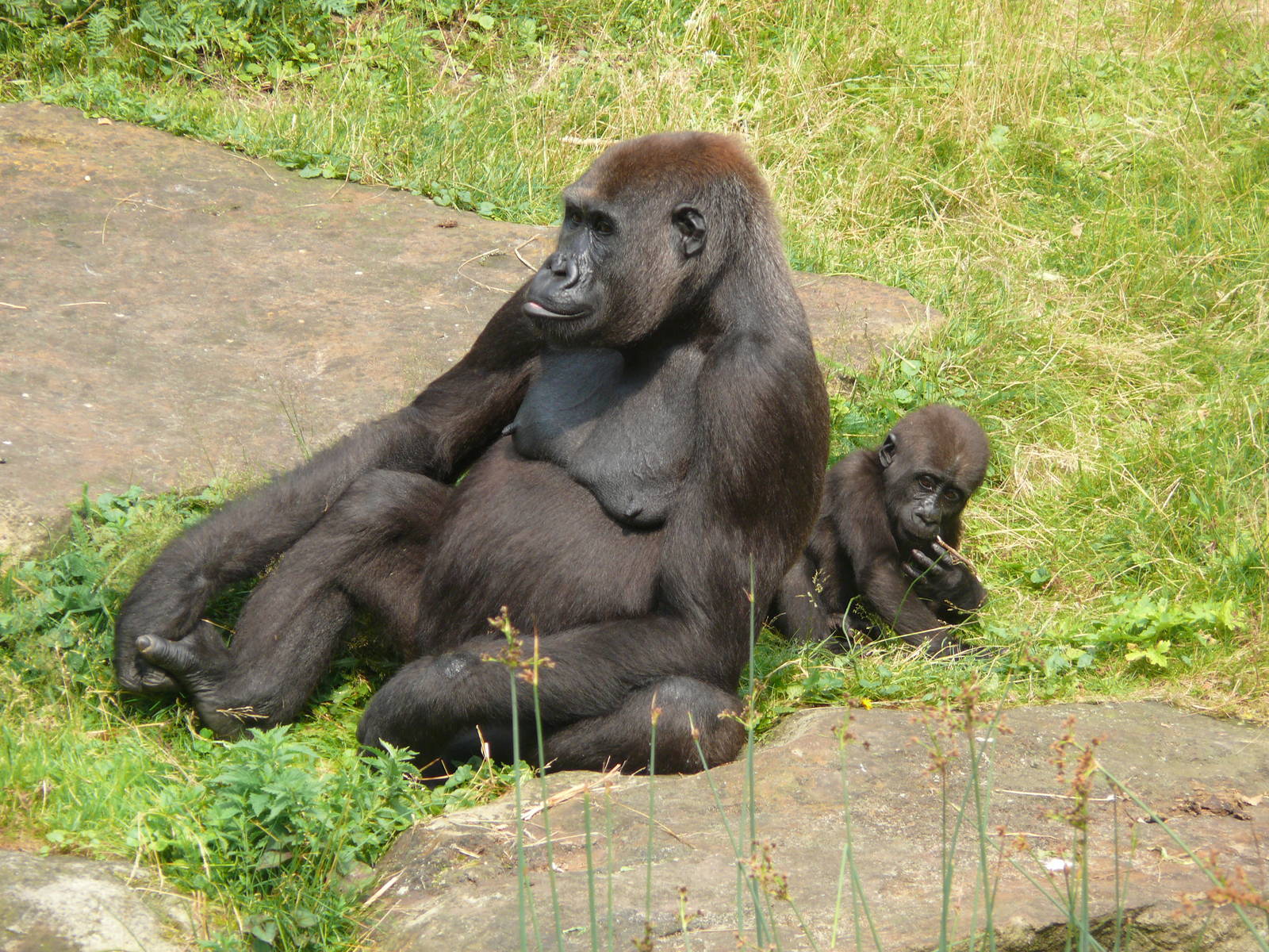 Gorillas, July 2012