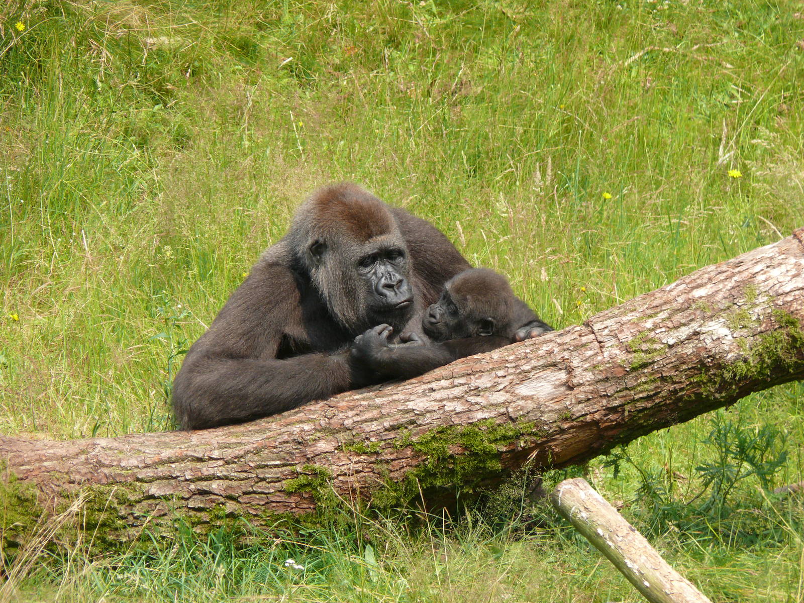 Gorillas, July 2012
