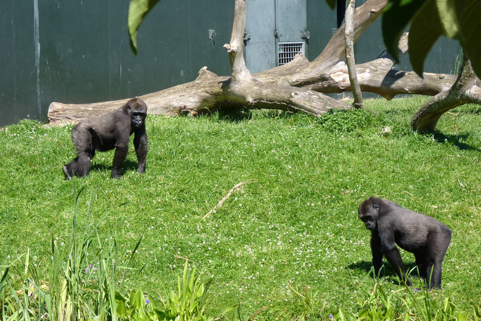 Gorillas, July 2016