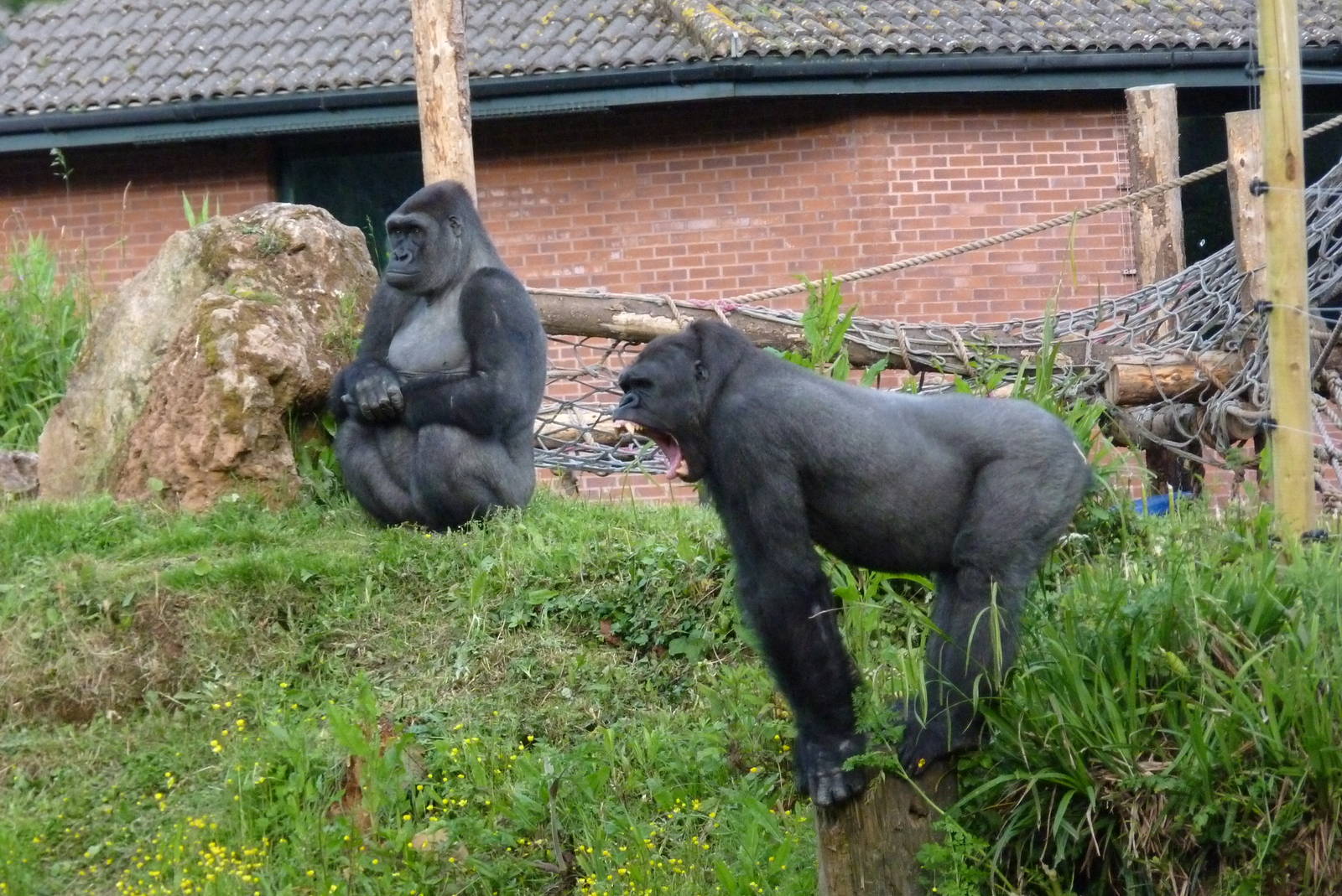 Gorillas, Kivu and Matadi, 4 June 2014