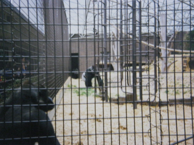 Gorillas male Kumba and female? 1990.