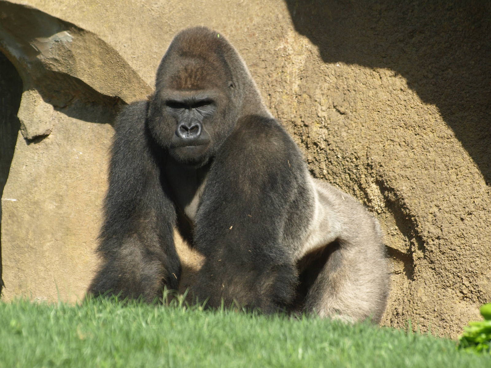 gorillas & mangabeys eating