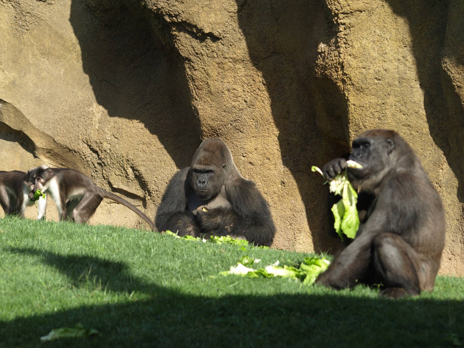 gorillas & mangabeys eating