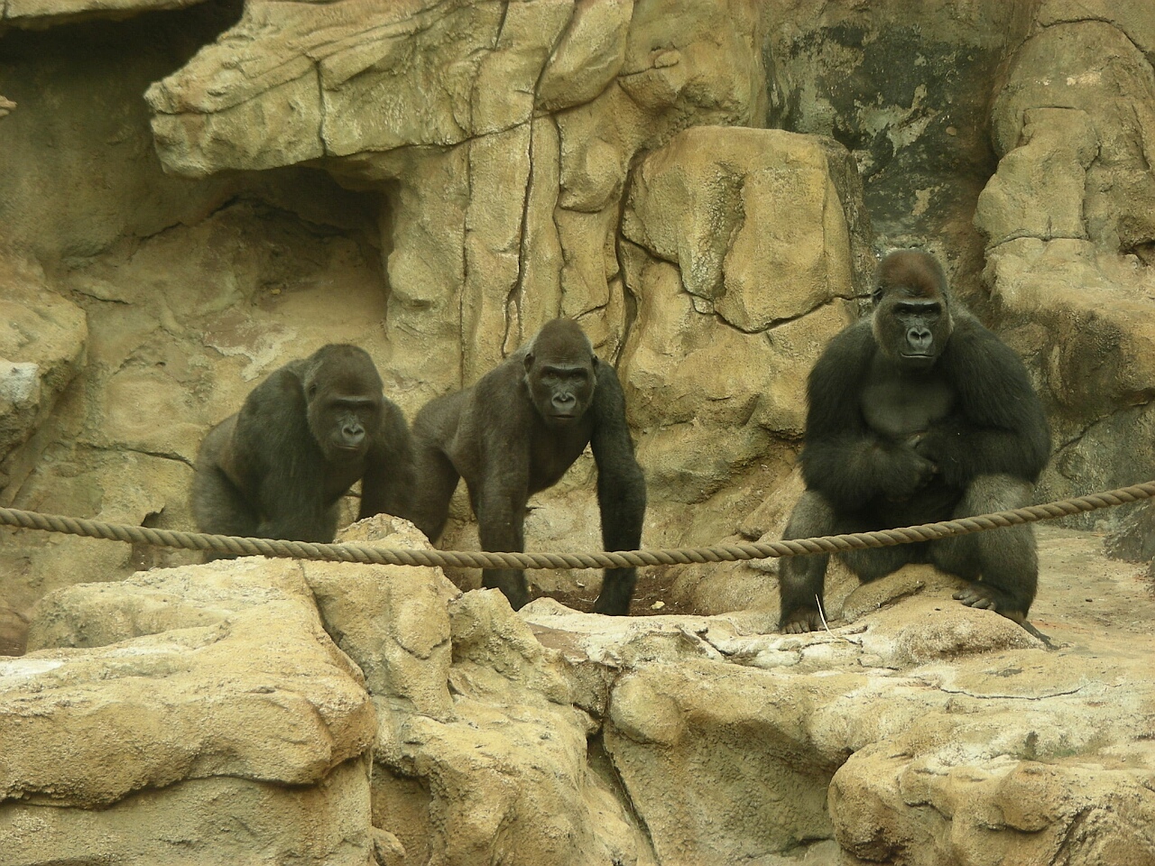 Gorillas Mawingo, Wazungu & Awembe
