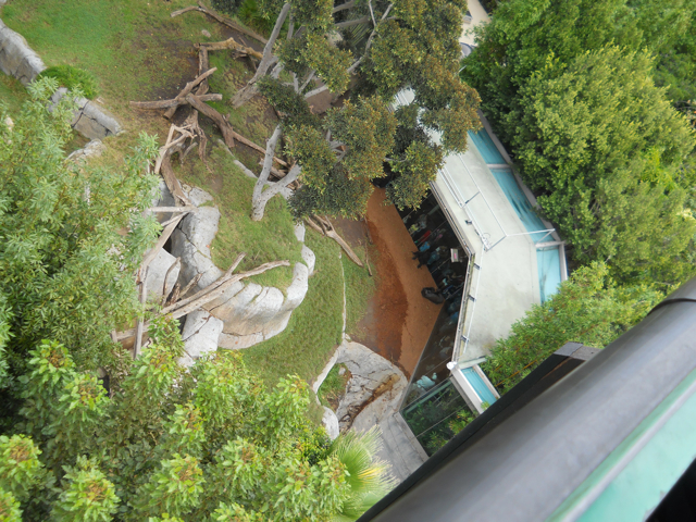 Gorillas meet their public as seen from 20,000 feet