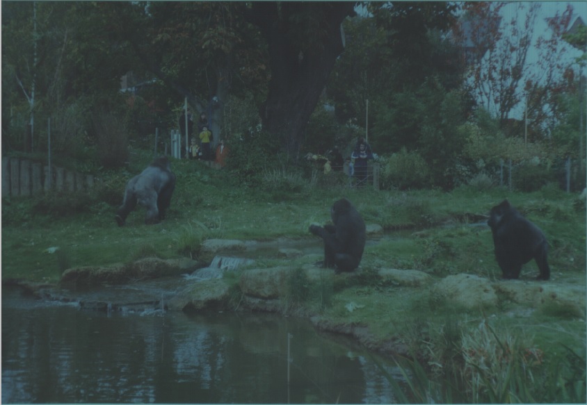 Gorillas, October 1999