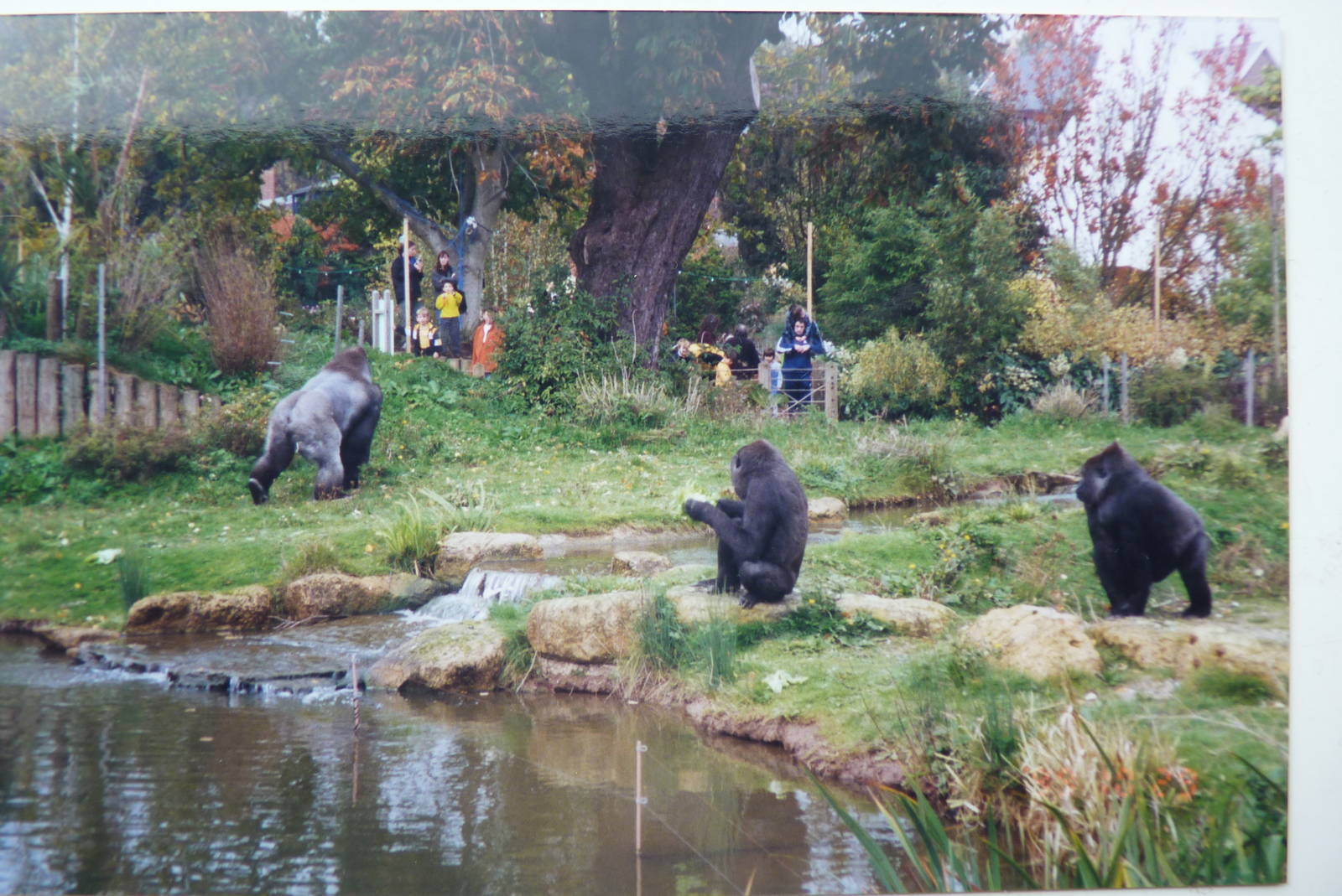 Gorillas, October 1999