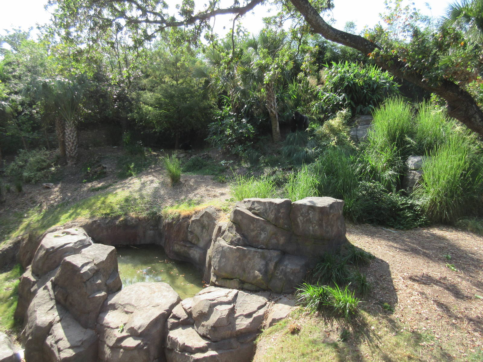 Gorillas of the African Forest - 2 gorillas in photo