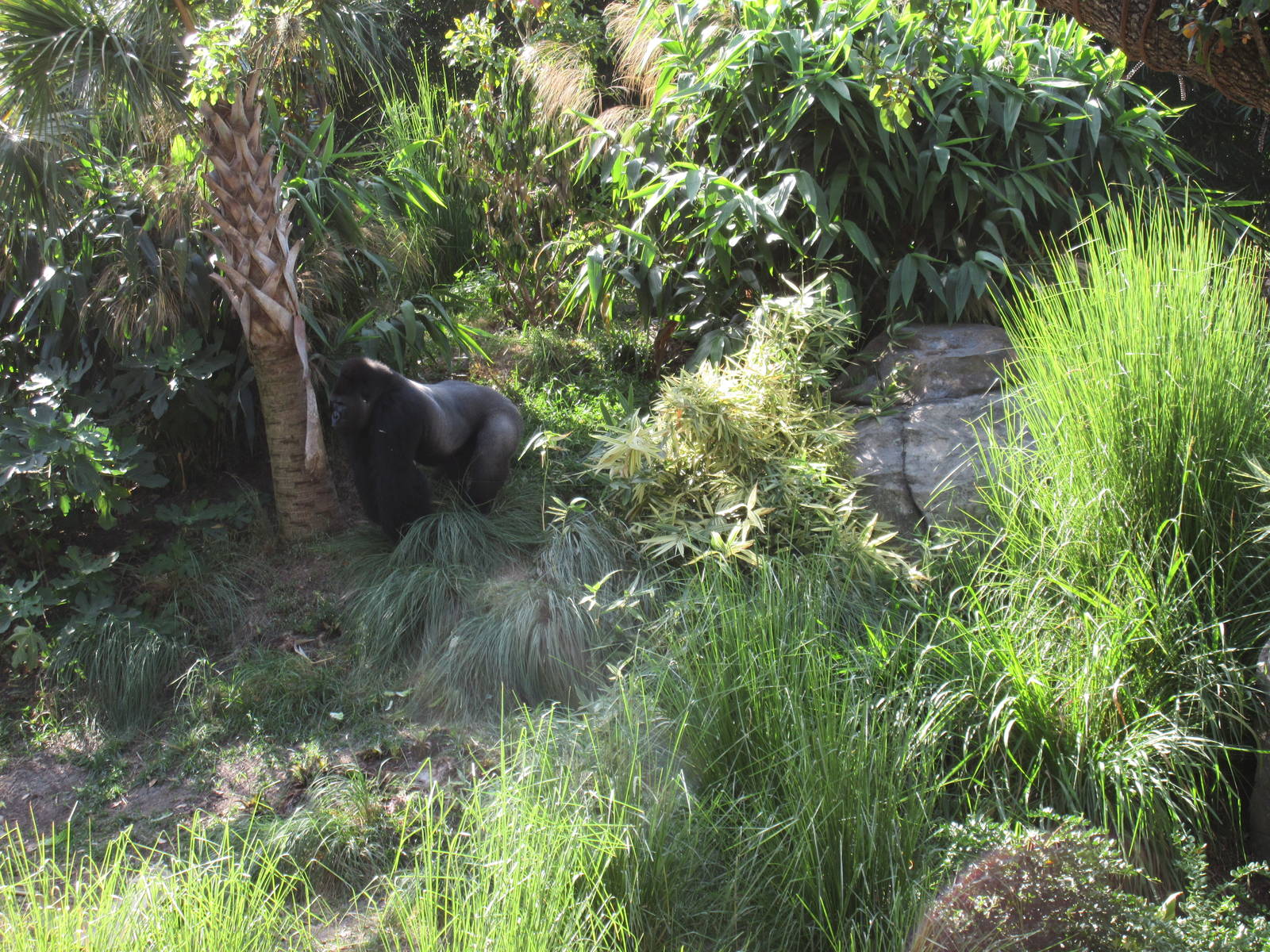 Gorillas of the African Forest - a realistic slice of Africa?