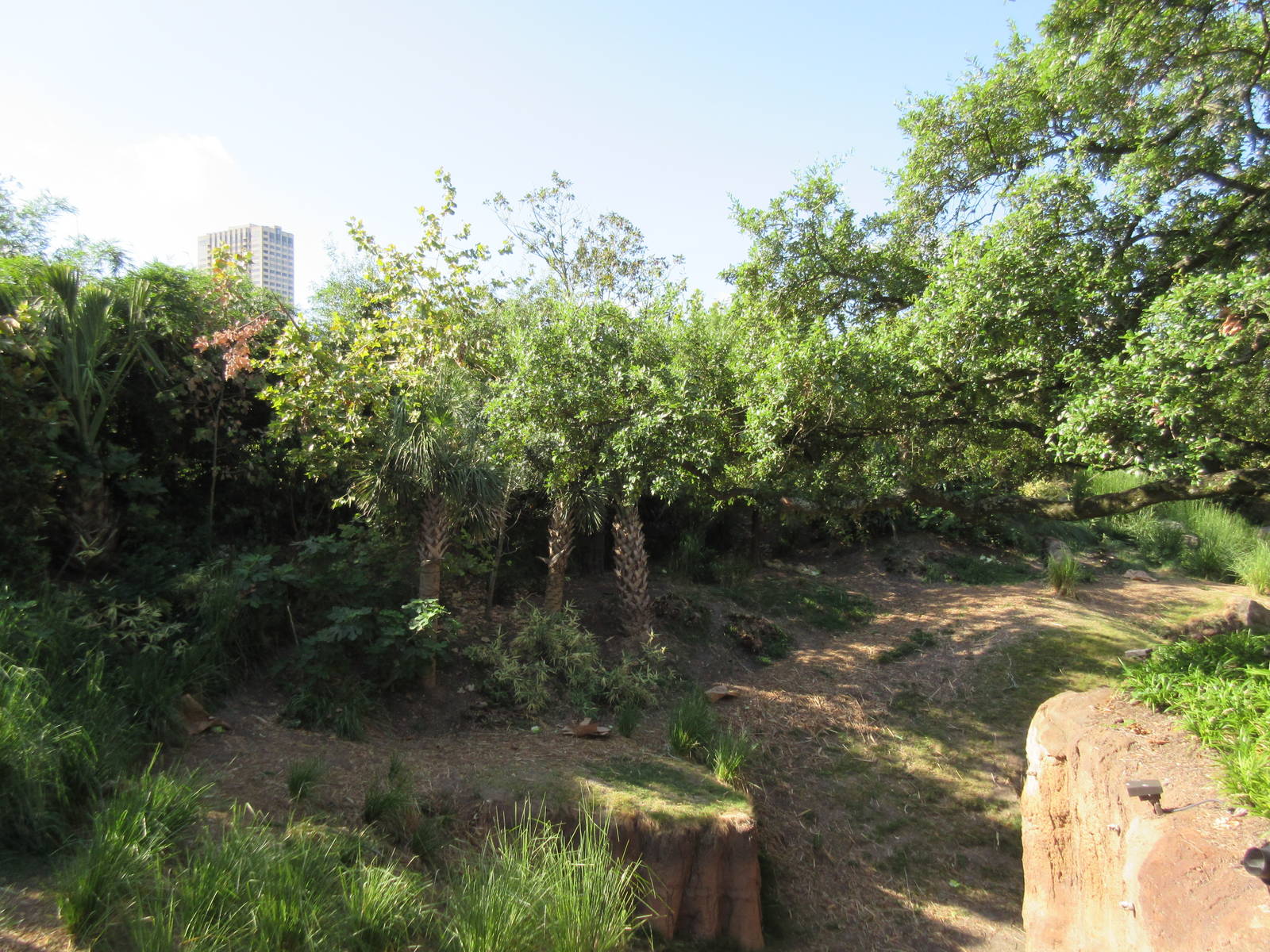 Gorillas of the African Forest: and Houston Skyscraper!