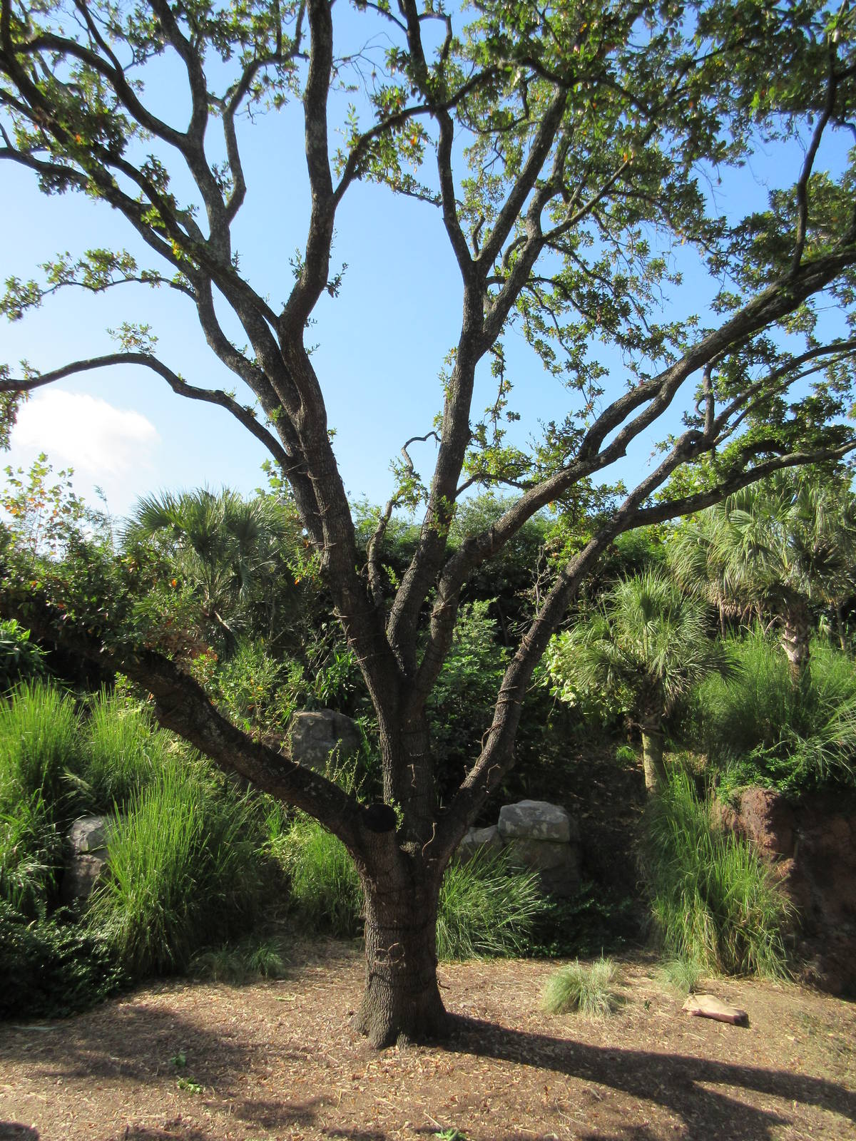 Gorillas of the African Forest - Climbing Tree?