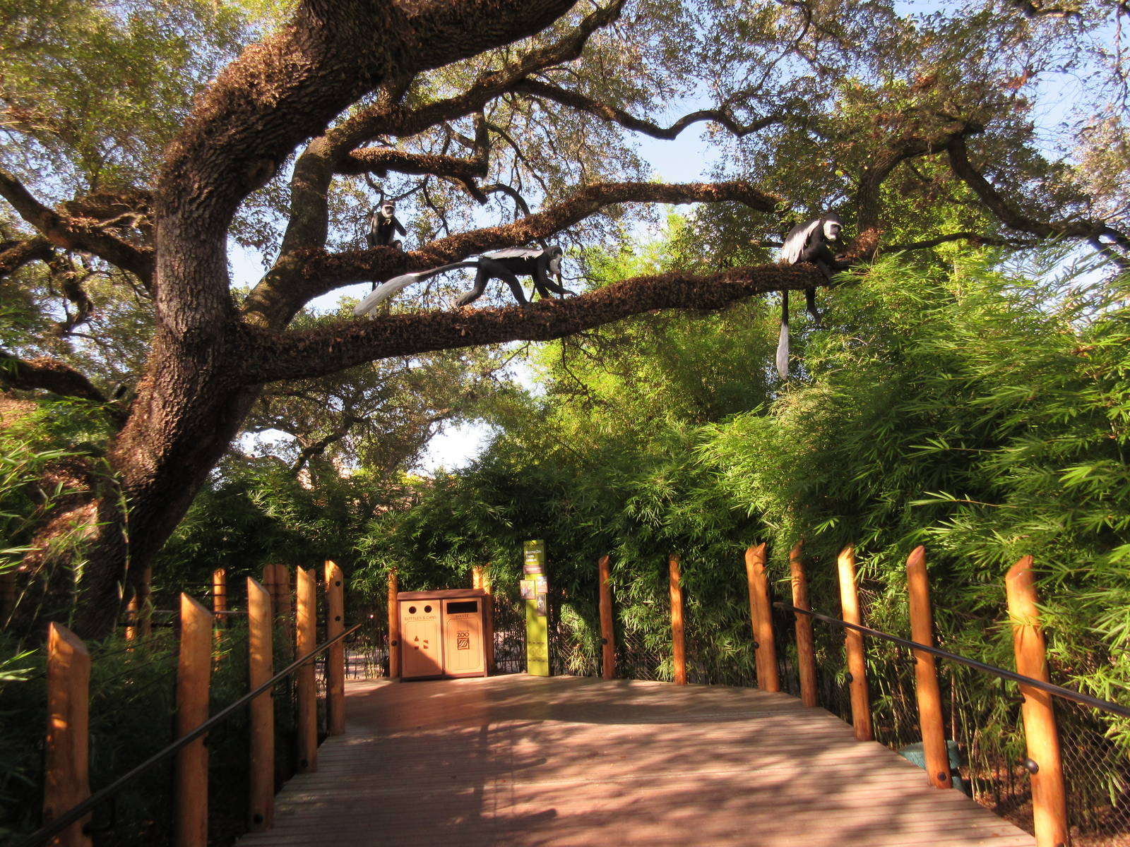 Gorillas of the African Forest - Colobus Monkeys