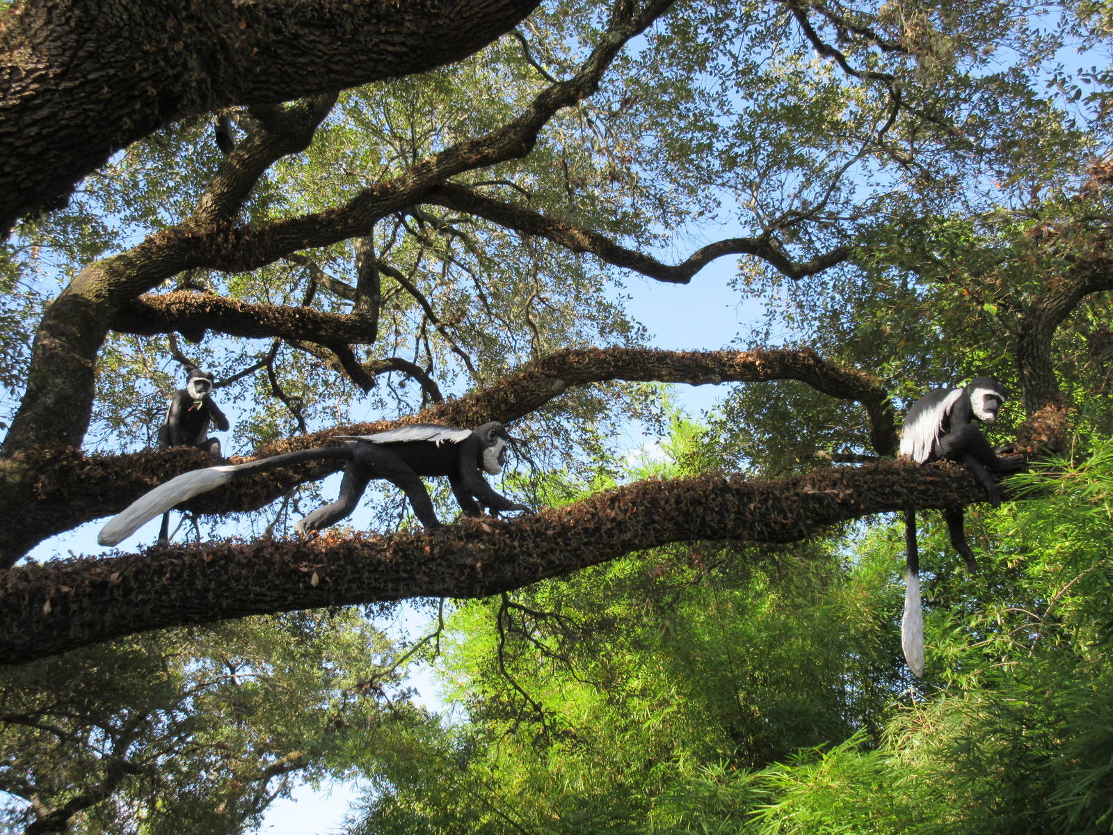 Gorillas of the African Forest - Colobus Monkeys