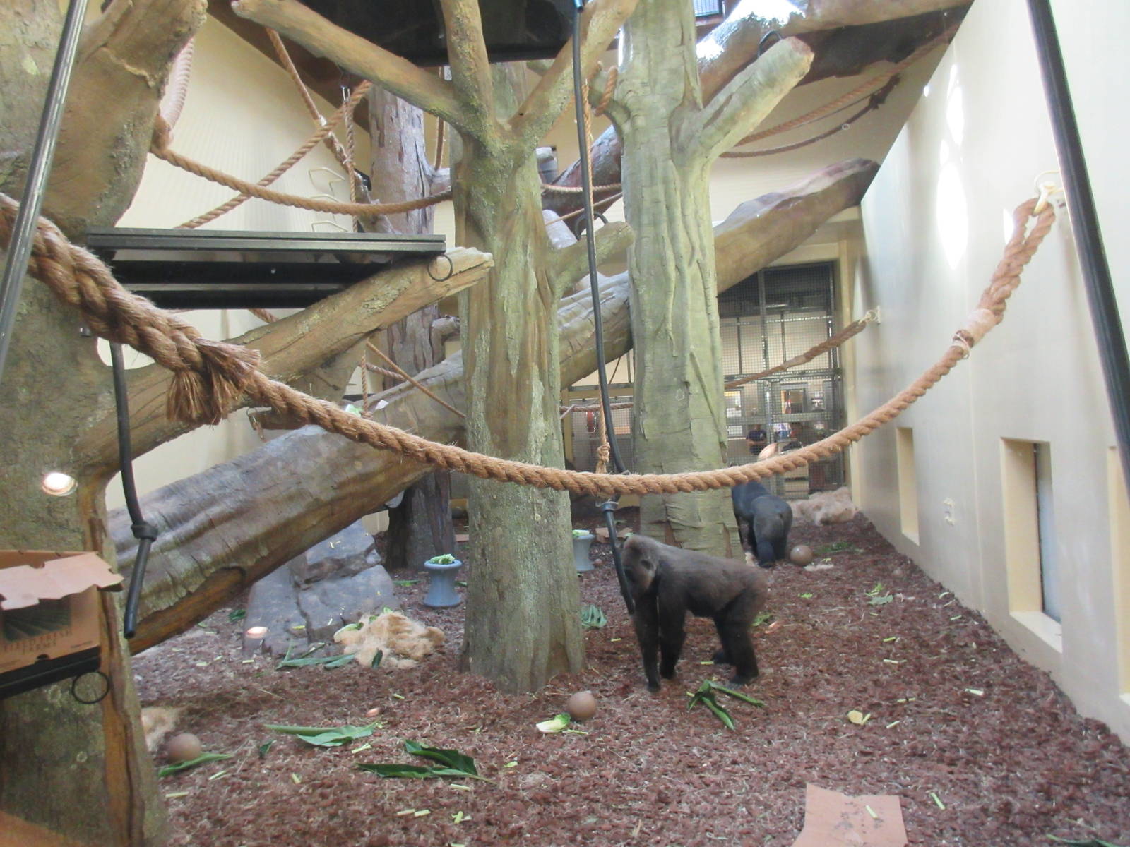 Gorillas of the African Forest - Day Room