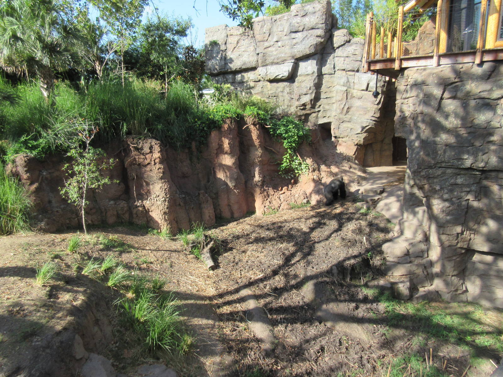 Gorillas of the African Forest - gorilla heading inside