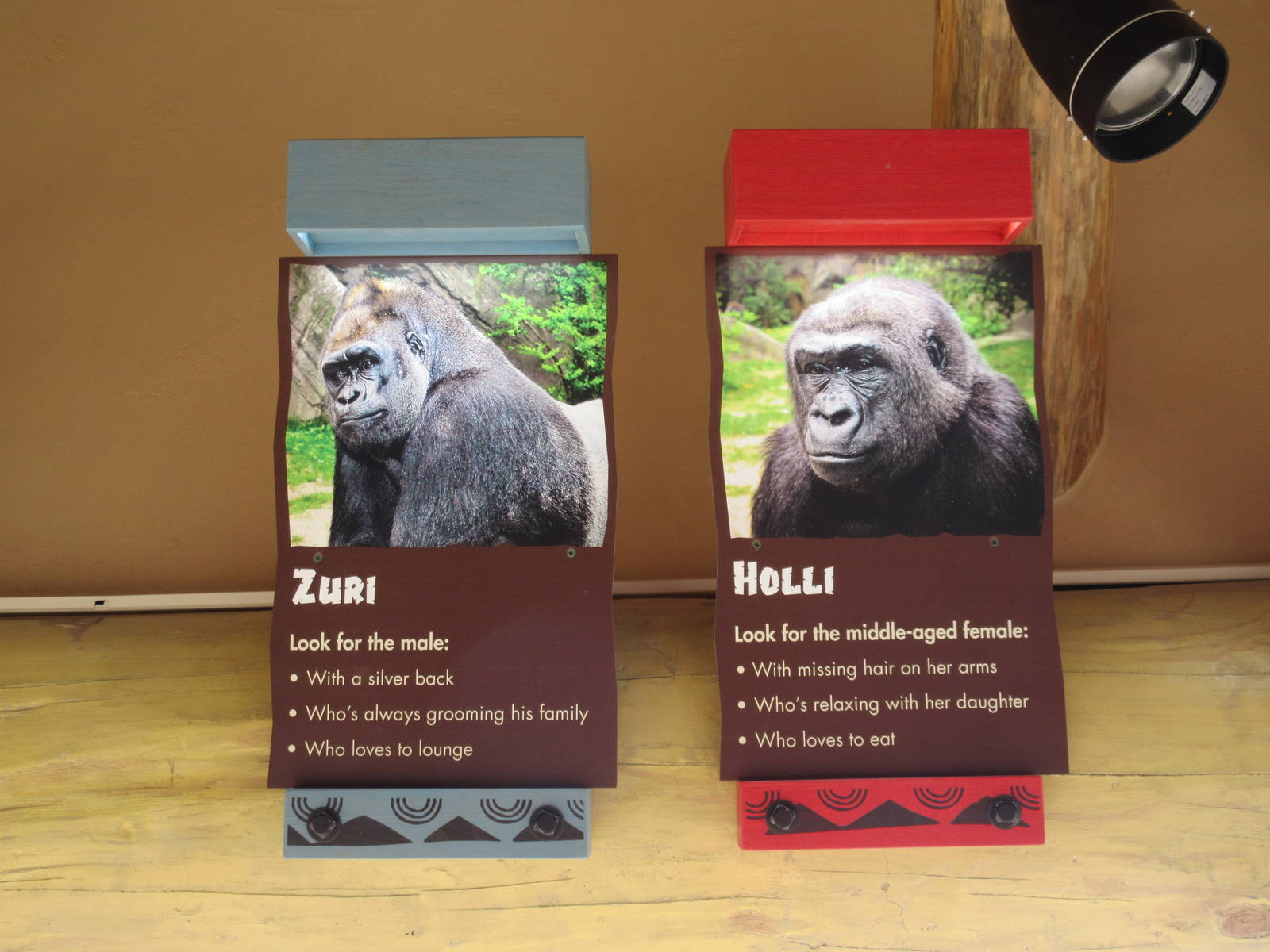 Gorillas of the African Forest - Inhabitants