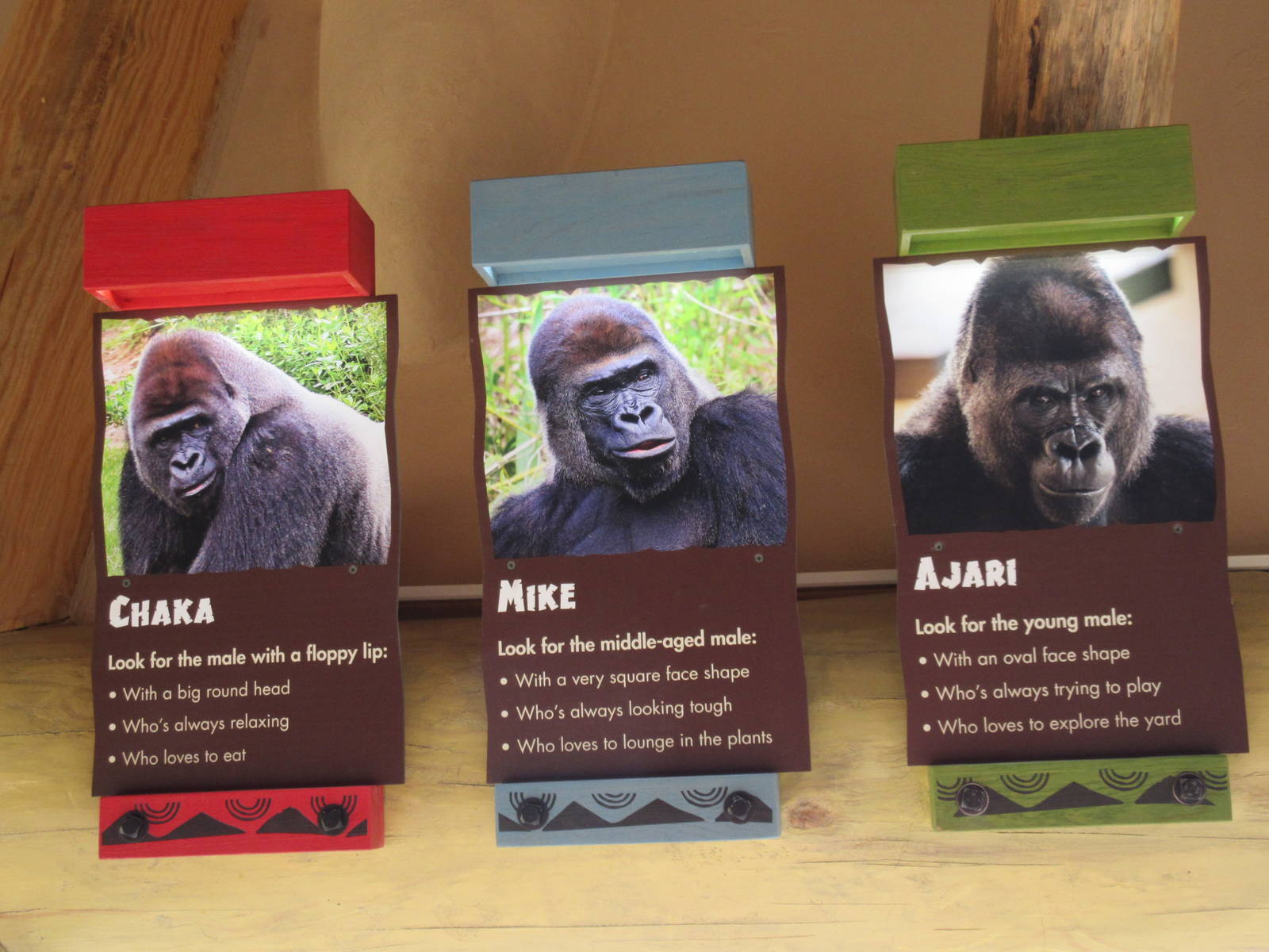 Gorillas of the African Forest - Inhabitants
