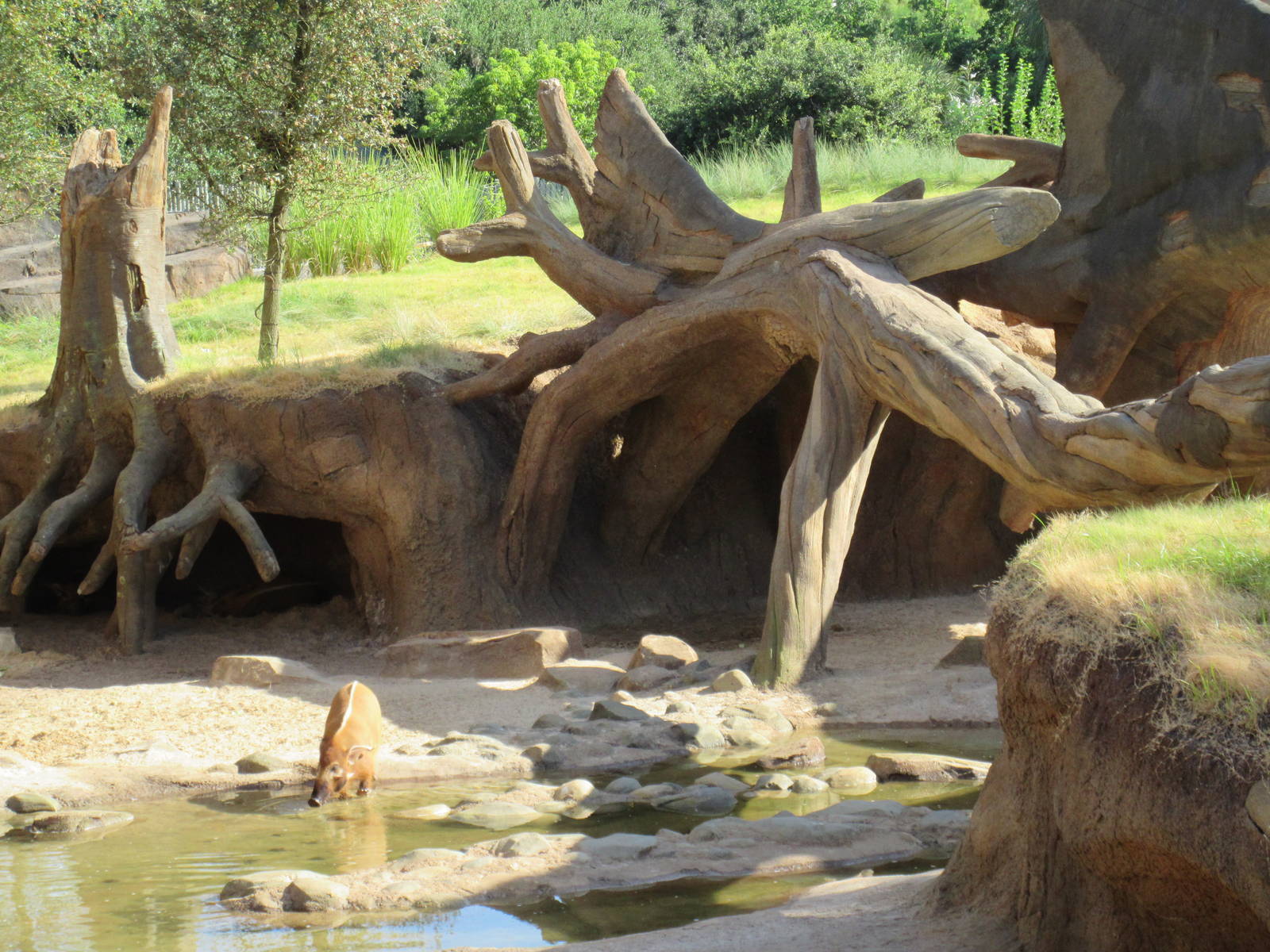 Gorillas of the African Forest - Red River Hog