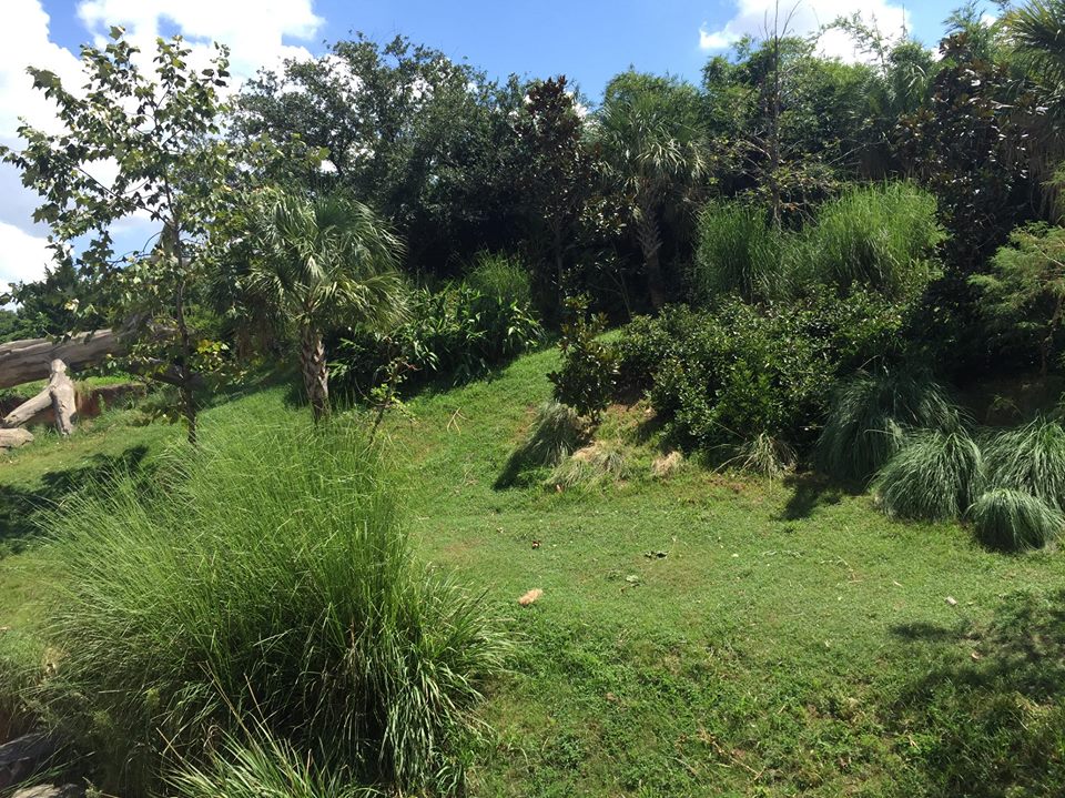 Gorillas of the African Forest- Superb