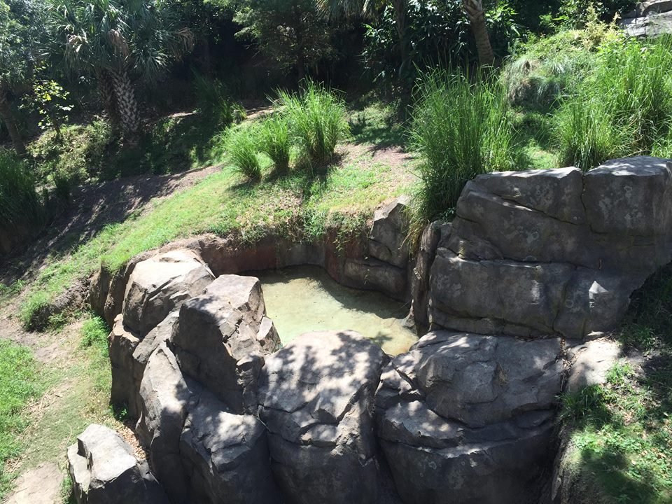 Gorillas of the African Forest- Superb